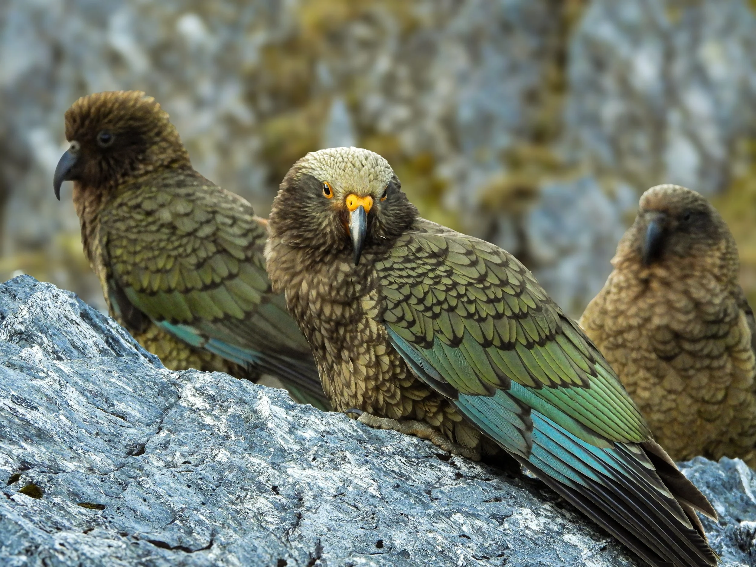 Three Kea parrots perched on rocks with a rocky background.
