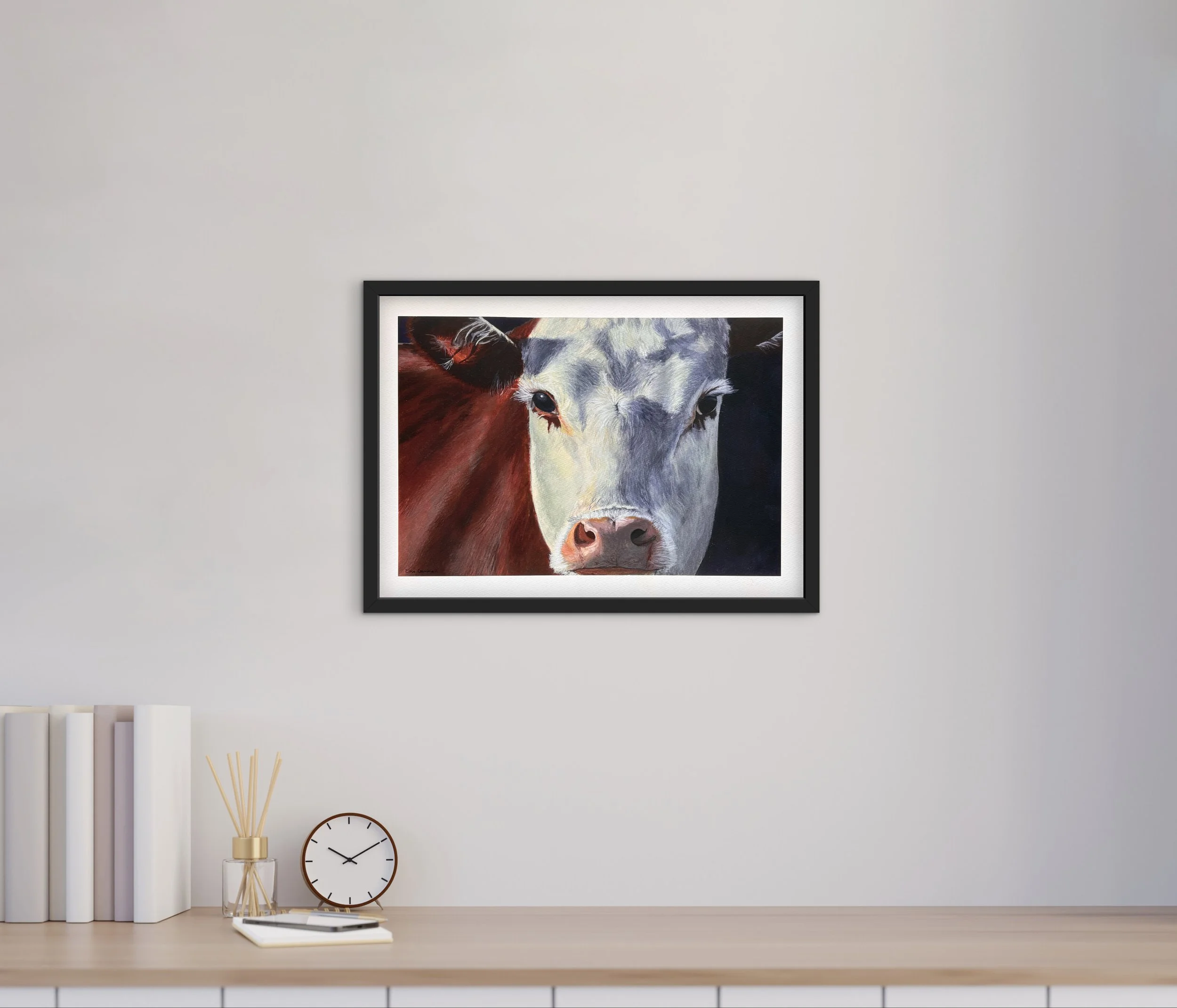 Hereford cow Print