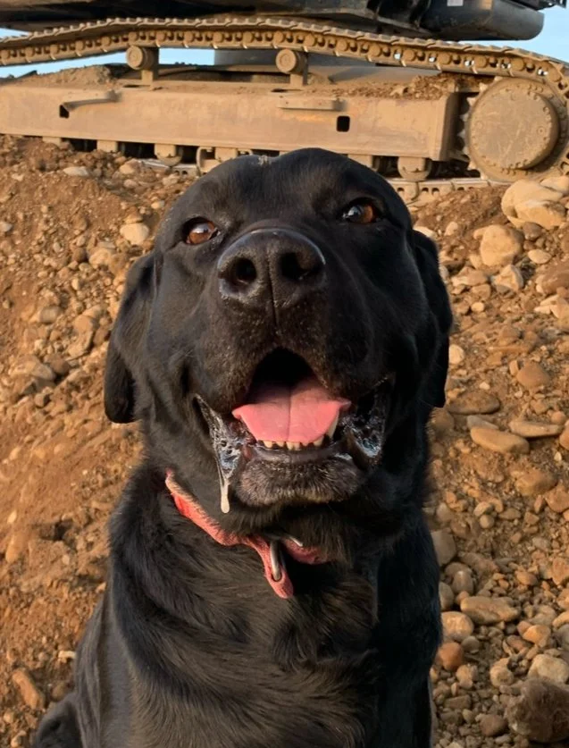 A black Labrador dog with a red collar, smiling with its tongue out, sitting on dirt and rocks with construction machinery in the background.