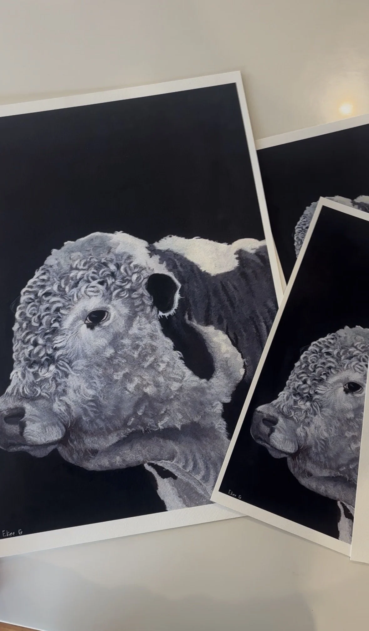 "Hereford Bull" Print