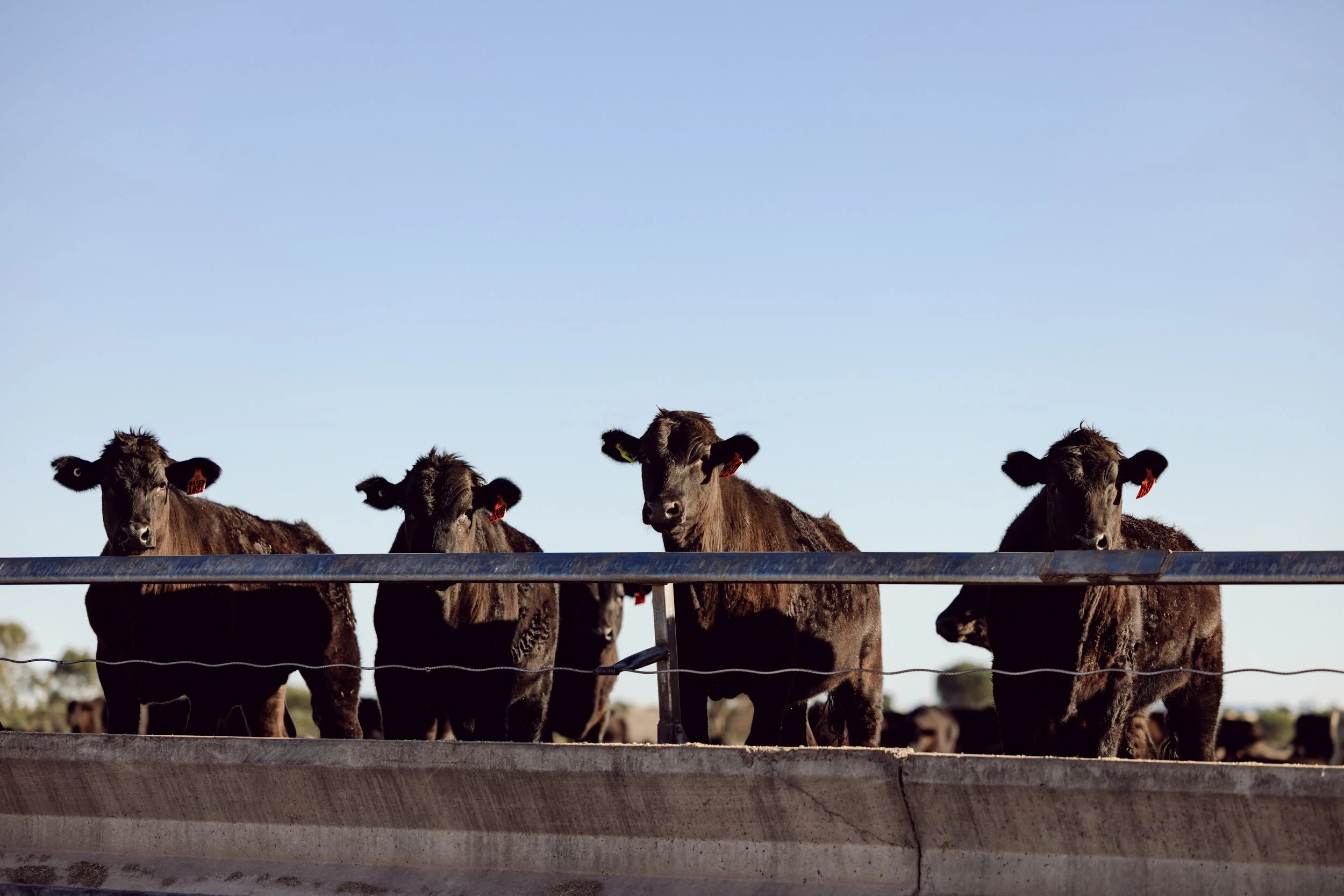 Four cows standing in a containment feeding pen, with a clear blue sky above.