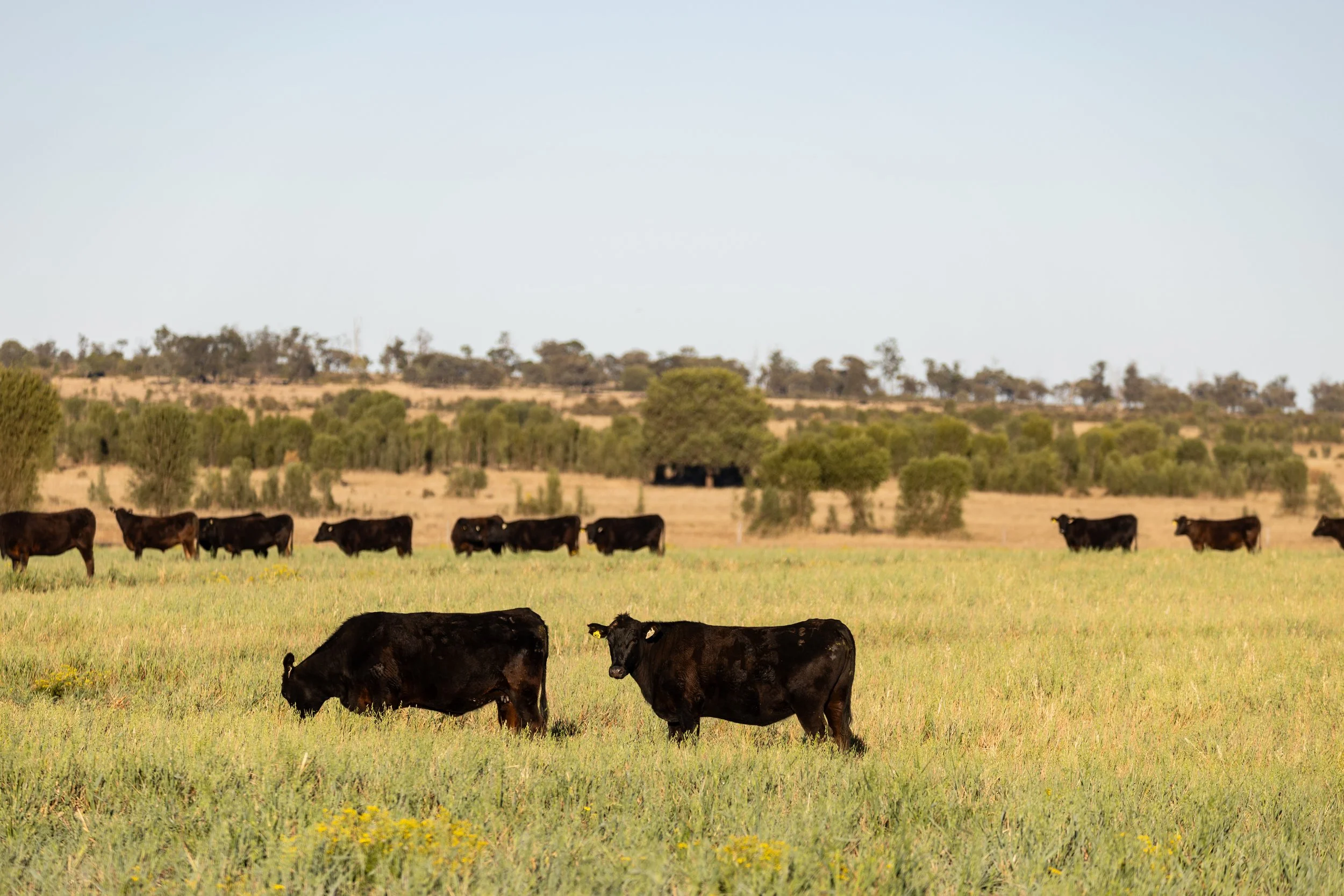 Black cows grazing in a green field with hills and sparse trees under a clear sky.