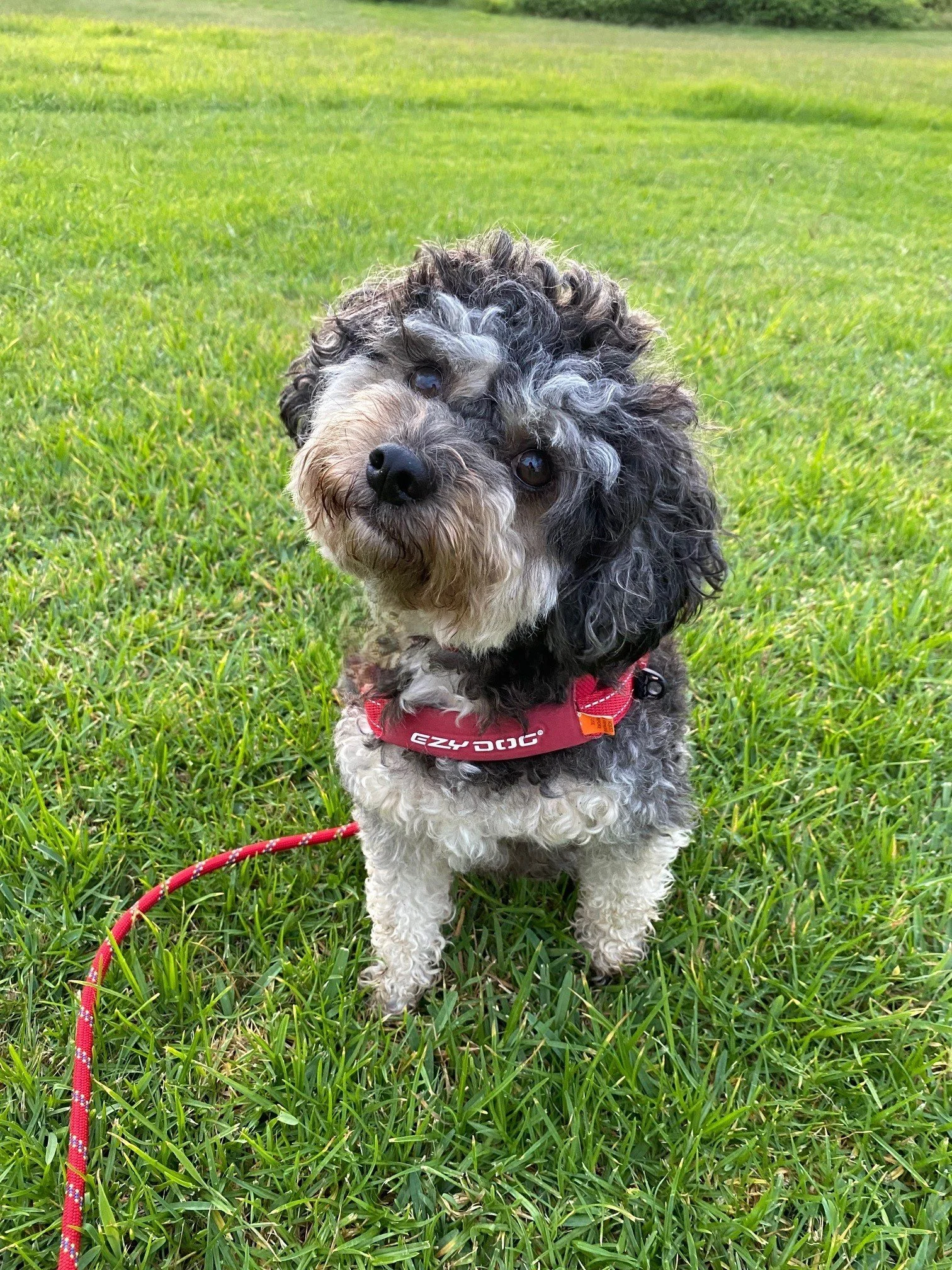 Meet Essie the Moodle
