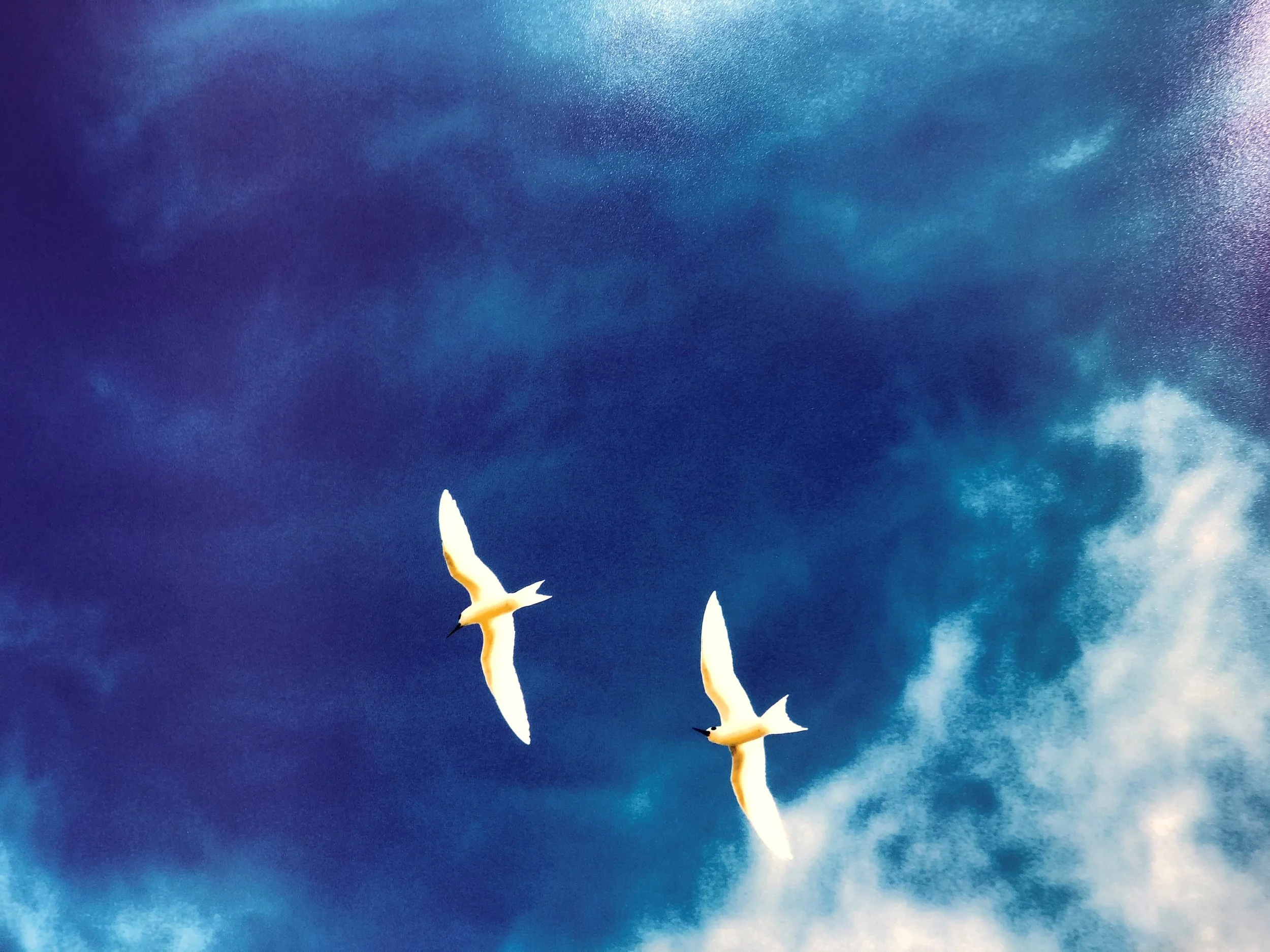 Birds flying together