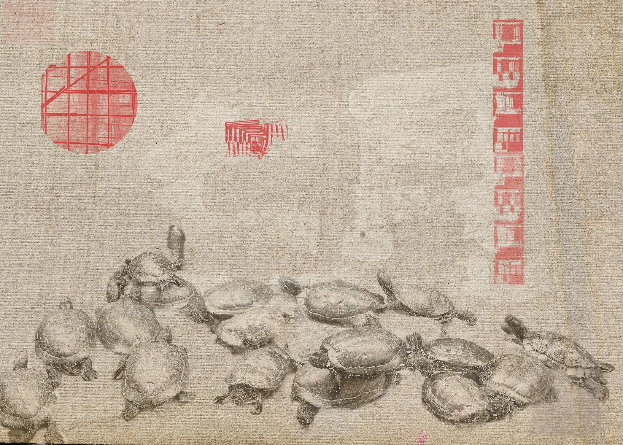 Turtles-21 April (1) copy.jpg