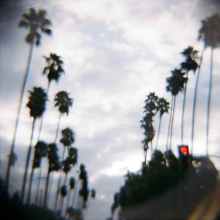 Hollywood+Palms.jpg