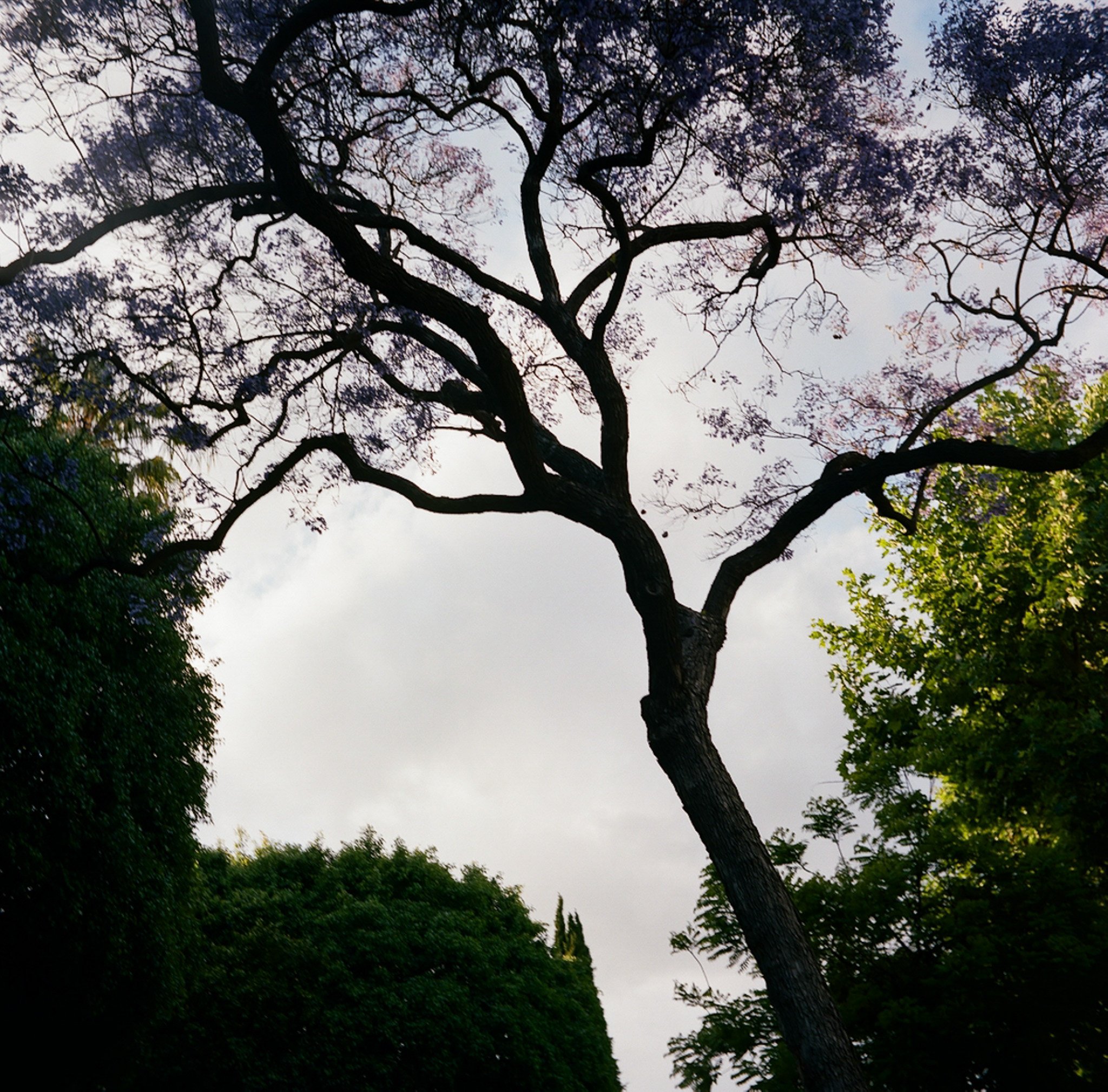 Jacaranda.jpg