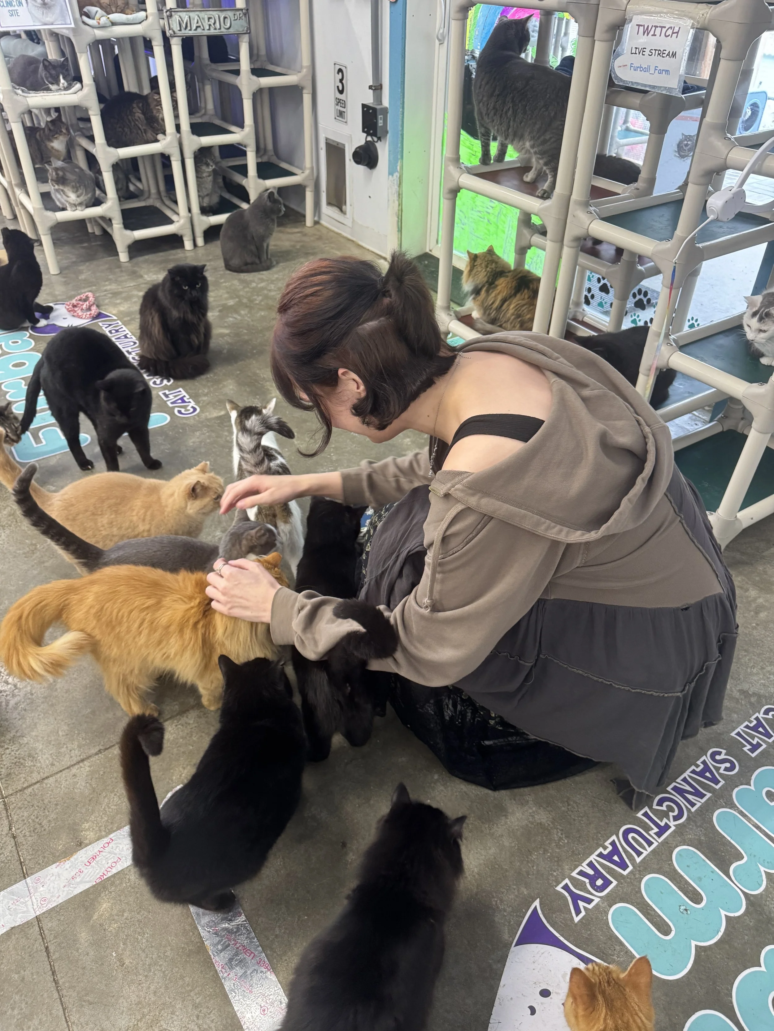 A woman is crouching on the floor surrounded by numerous cats of various colors and breeds. Some cats are on chairs and shelves behind her, while others are nearby, interacting with her and each other in a room that appears to be a cat cafe or shelter. There are signs and colorful decorations in the background.