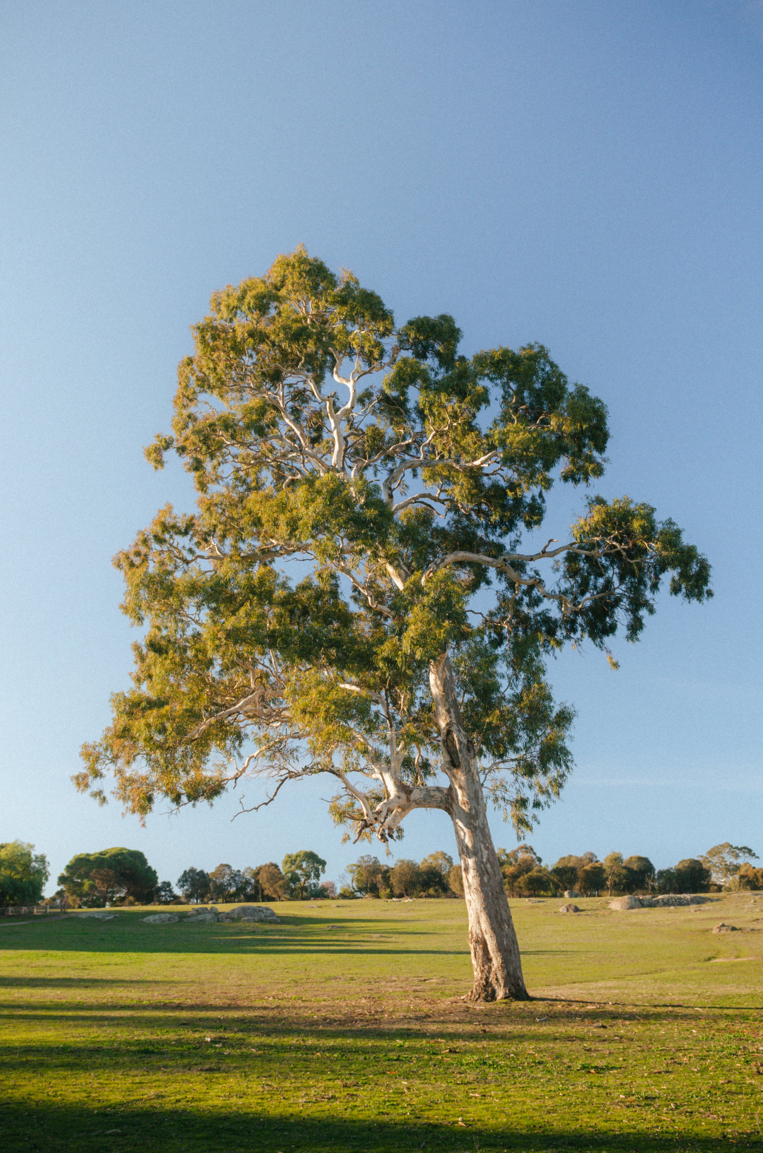 Wedding and elopement photography Melbourne. Wedding photographer Melbourne. Professional wedding photographer Melbourne. Top wedding photographer Melbourne. Wedding film photography. luxury wedding photographer, Melbourne, Victoria, Australia.