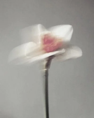 A blurred white flower with a pink center against a plain gray background.