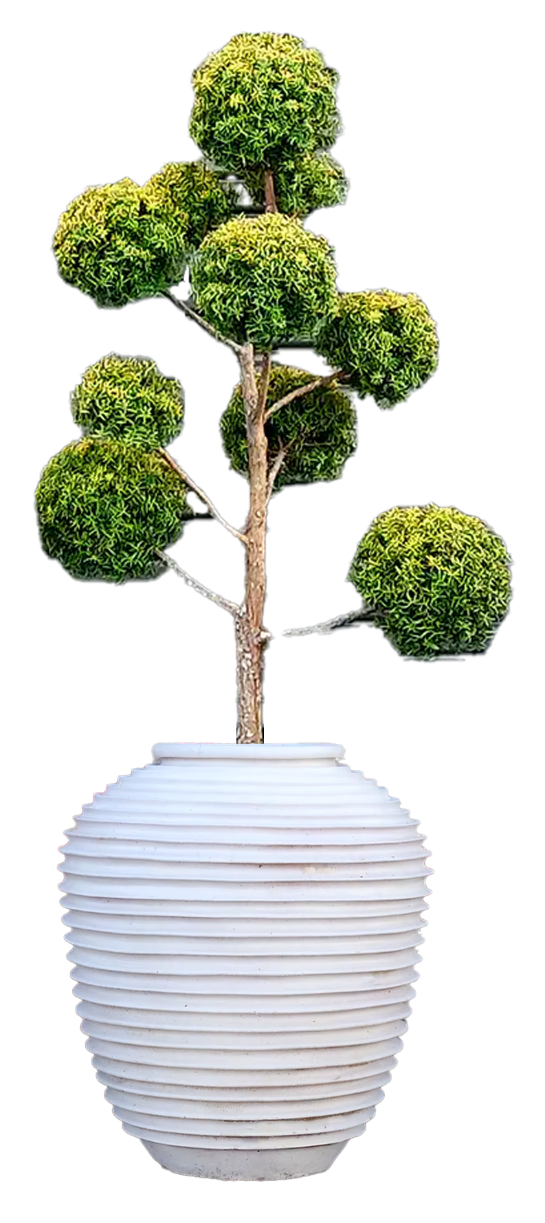 A potted topiary tree with multiple rounded green foliage clusters, planted in a large, horizontally ridged white ceramic pot.