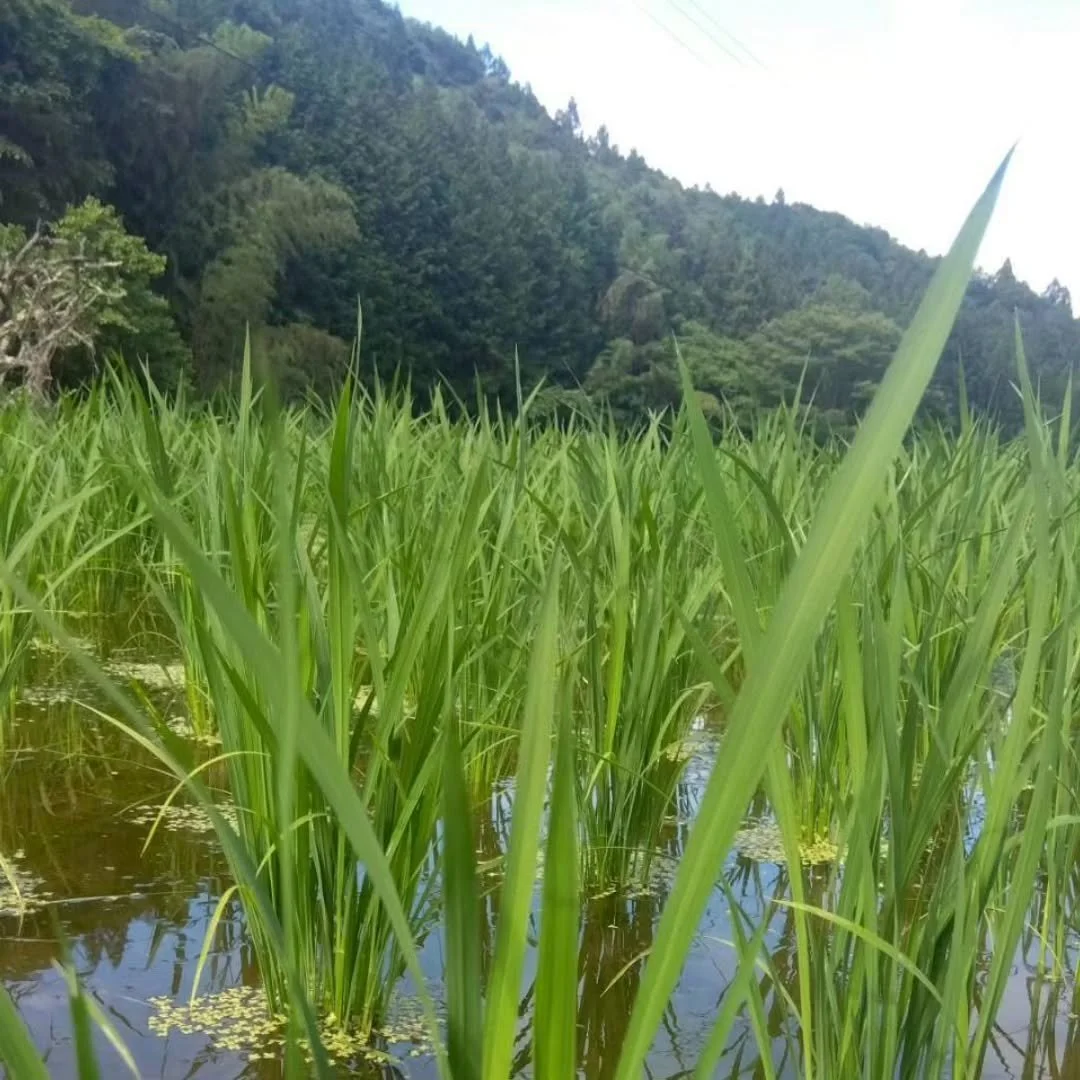 愛媛県松山市に、小さな日本料理店 義若（よしわか）を今秋オープン予定です。

工事が始まり、長く思い描いてきた店が少しずつ形になっていくことを日々実感しています。

お越しいただくすべてのお客様のために一皿一皿のお料理を丁寧に仕立て、心落ち着く空間でひとときをお過ごしいただけますよう努めてまいります。

これからは工事の進捗や、お店づくりの様子も少しずつお届けしていきます。

どうぞよろしくお願いいたします。

#日本料理義若
#日本料理
#松山日本料理
#松山和食
#おまかせ