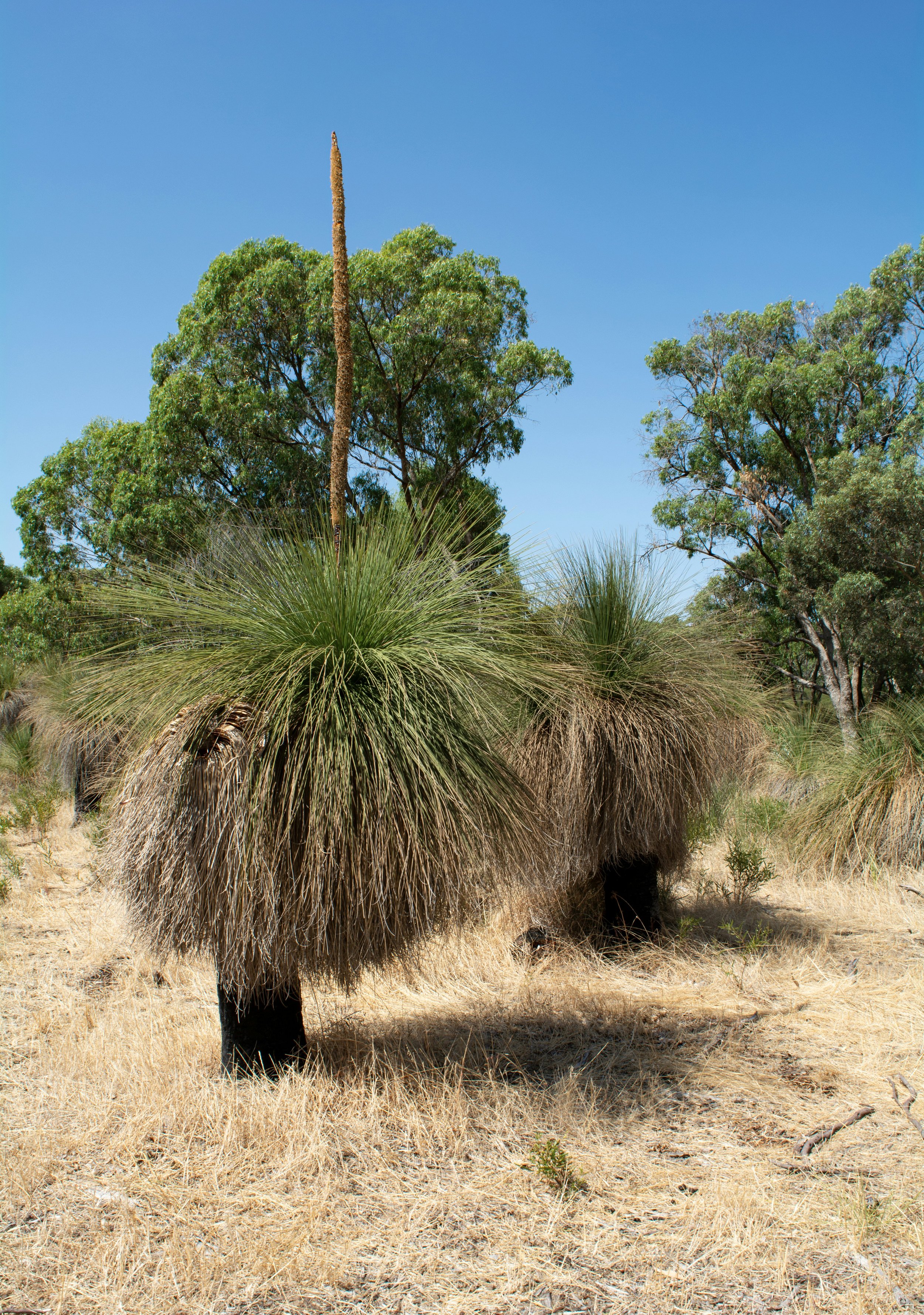 A dry, grassy landscape with two large grass trees and several trees with green foliage under a clear blue sky.