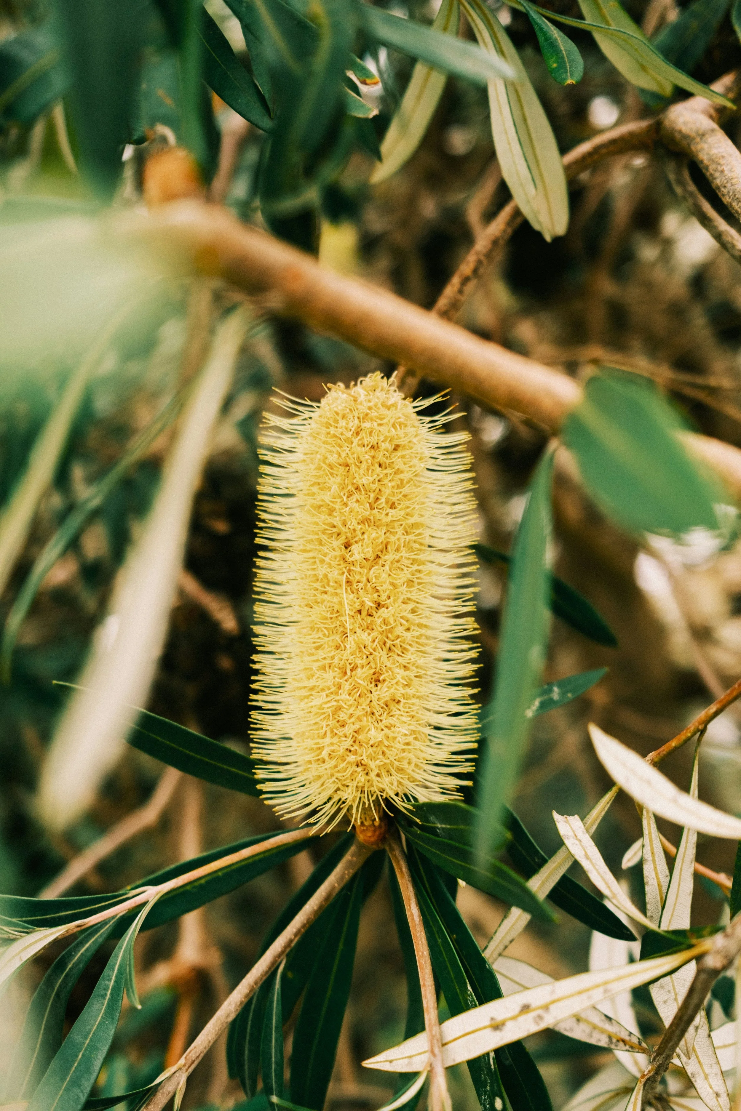 A yellow flower with long, thin, spiky petals surrounded by green and variegated leaves and woody branches.