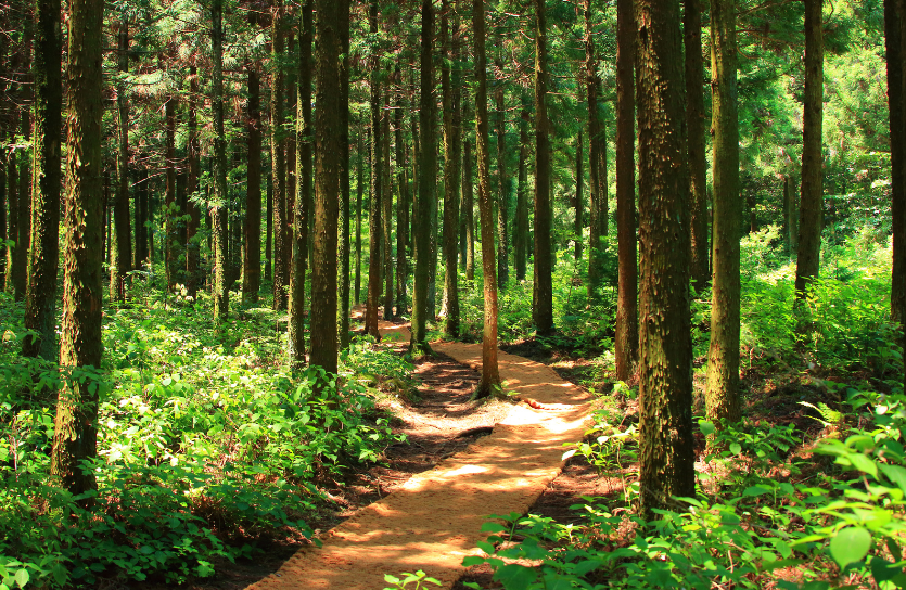 Ein schmaler Wanderweg durch einen grünen Wald mit hohen Bäumen und dichter Unterb epflanzung