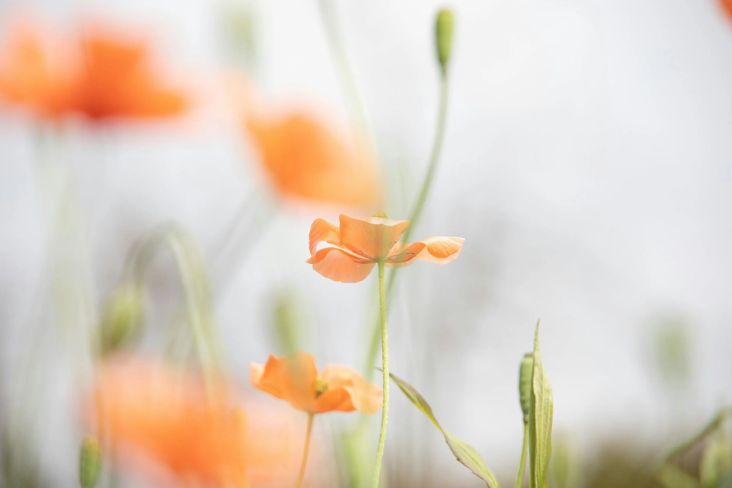 Close-up of orange flowers with green stems on a light, blurry background.