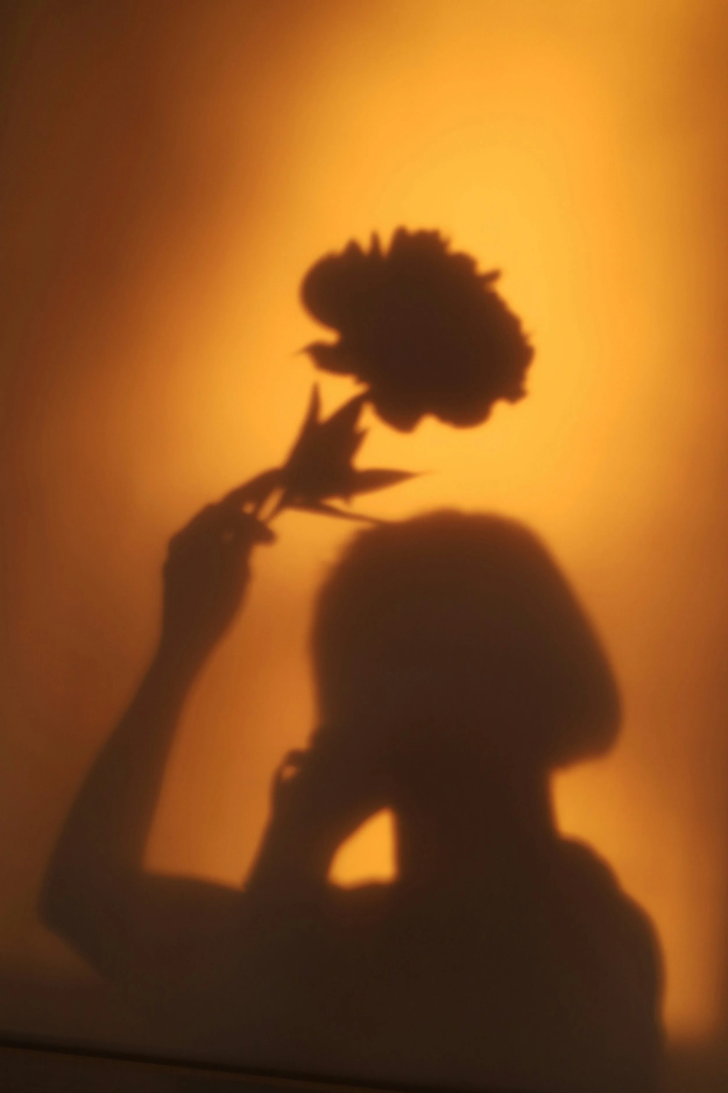 The shadow of a person holding a flower against a warm, orange-yellow background.
