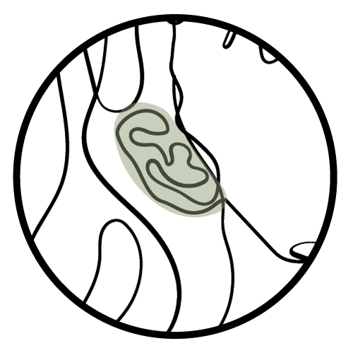 EAR