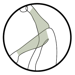 LOWER LEG