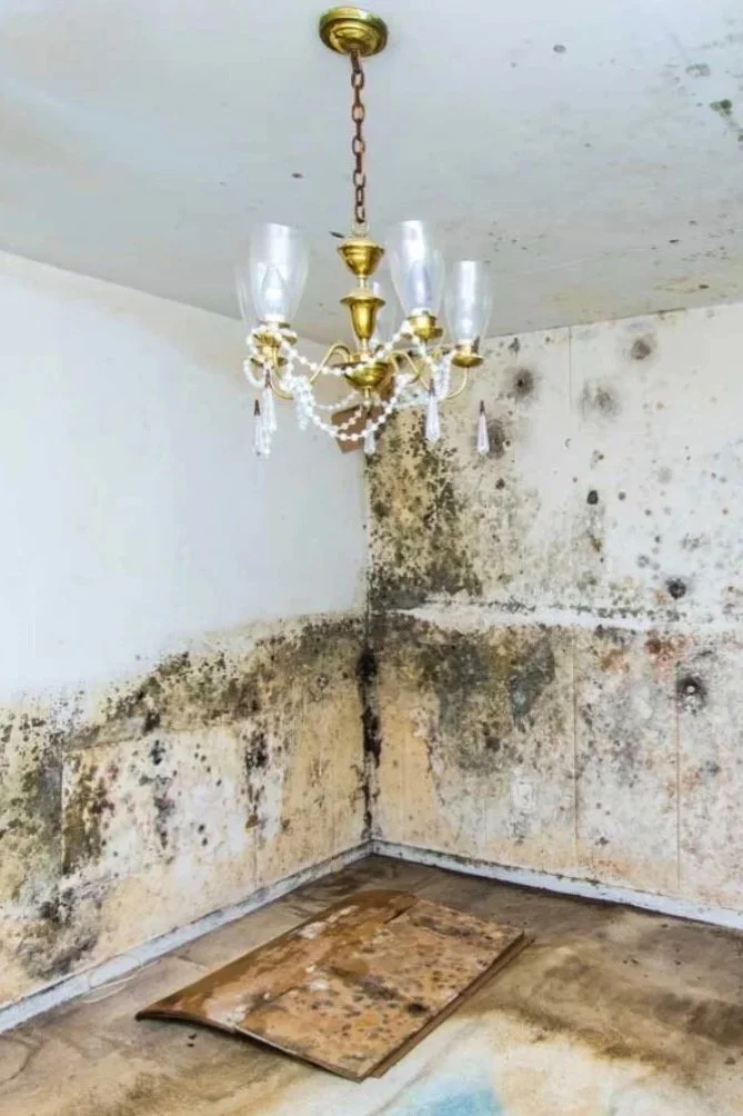 A room with a stained and moldy wall, a dirty floor with a large soggy cardboard piece, and a ceiling chandelier with crystal accents hanging from a chain.