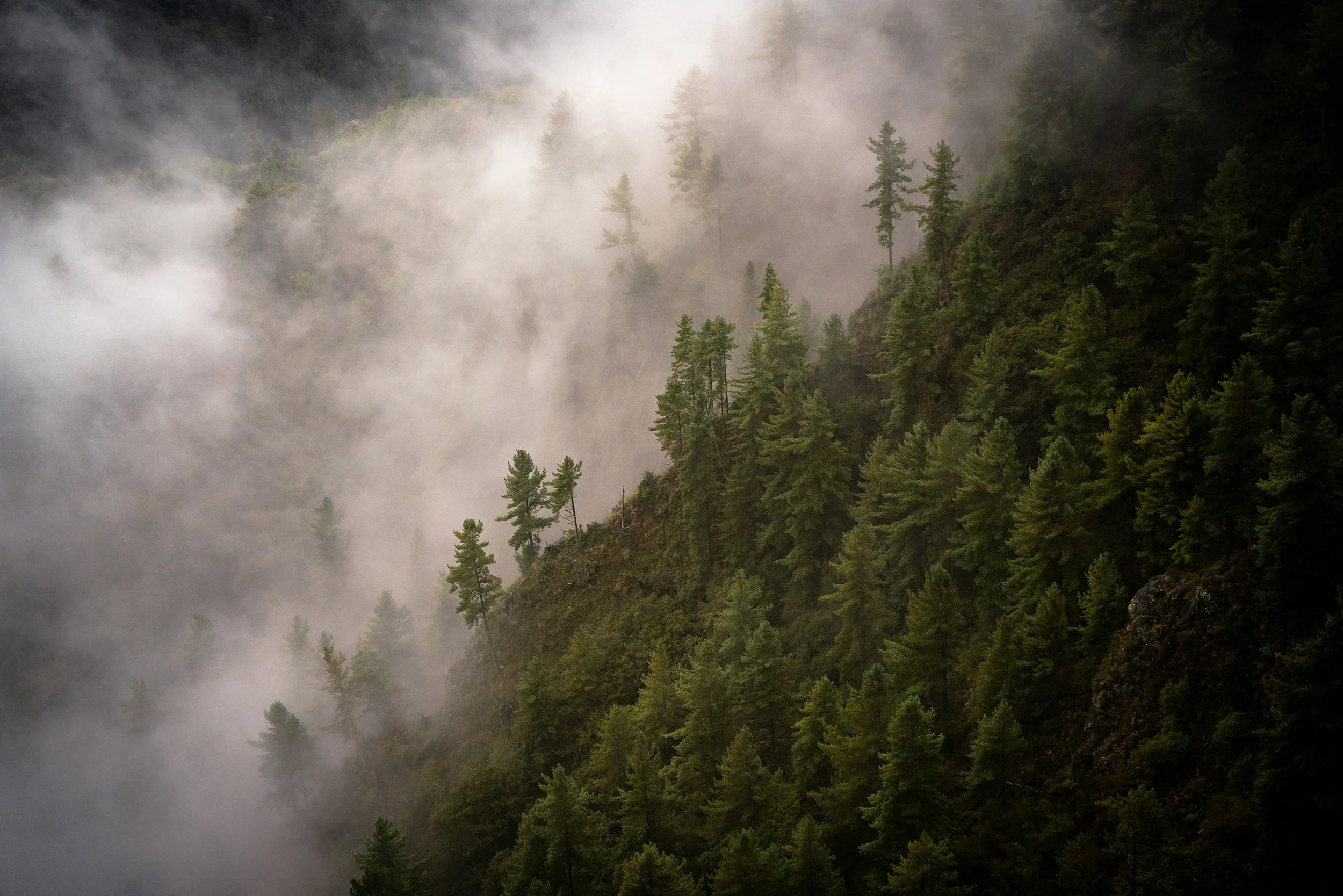 A misty forested mountainside with tall evergreen trees and clouds or fog surrounding the area.