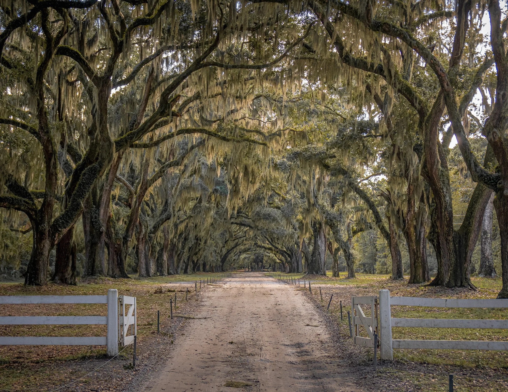 A pathway through a large grove of oak trees draped with Spanish moss, with a barrier at the entrance.