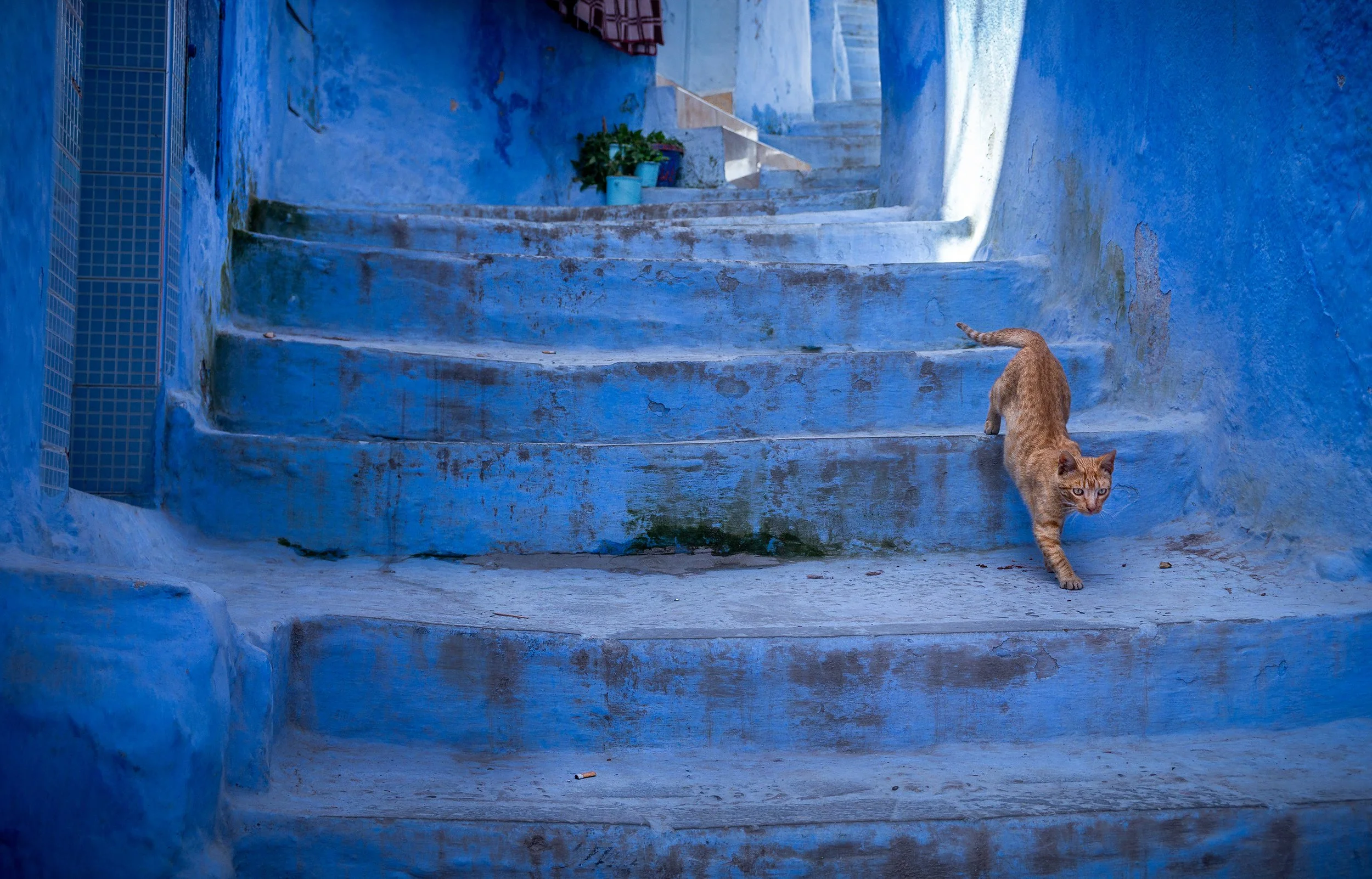 A narrow blue stairway with uneven and weathered steps, leading upwards between two blue walls. A brown tabby cat with green eyes is walking down the steps, looking towards the camera. There is a small potted plant and some other items on the upper s