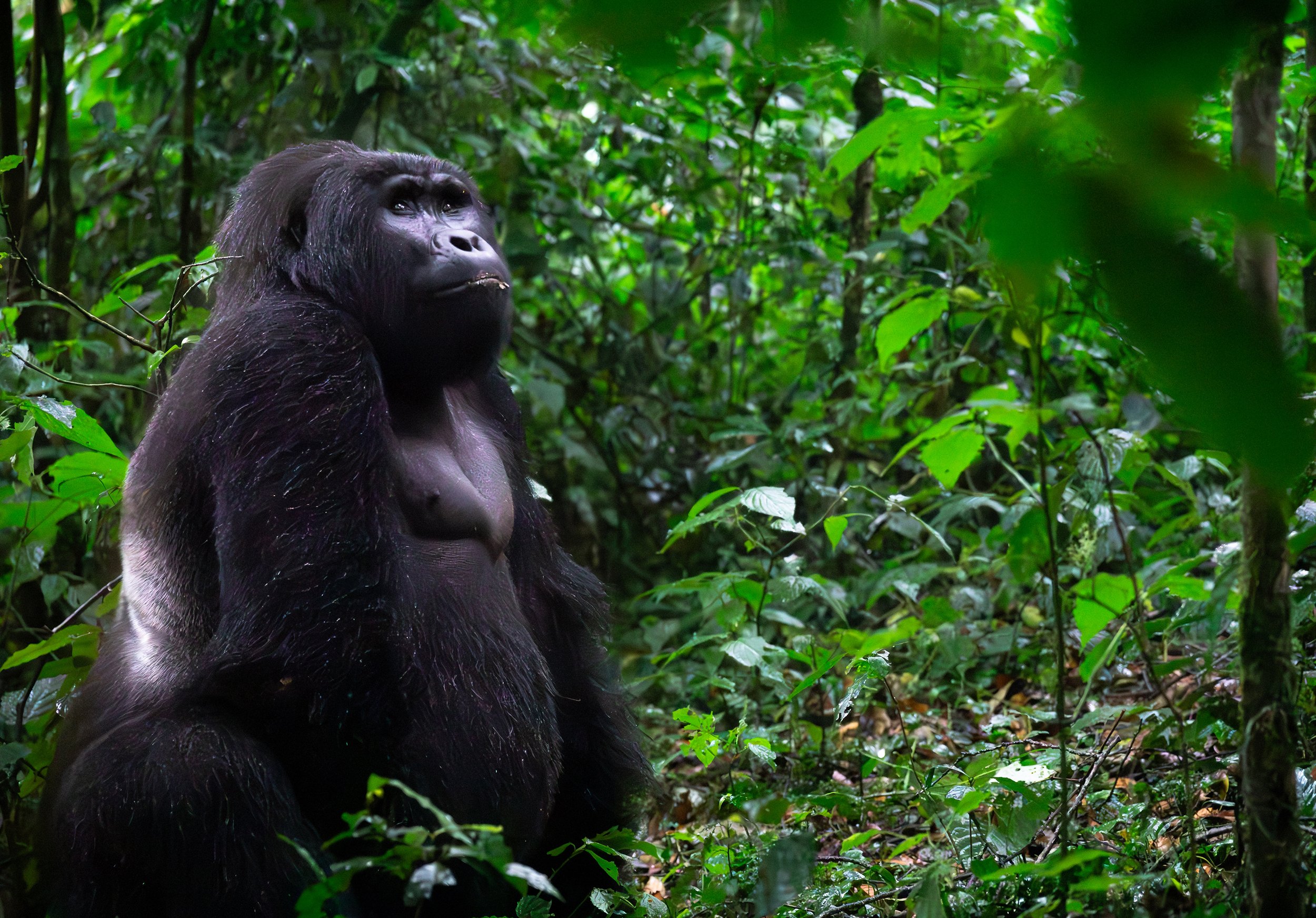 An adult gorilla sitting amidst dense green jungle foliage, looking thoughtfully into the distance.