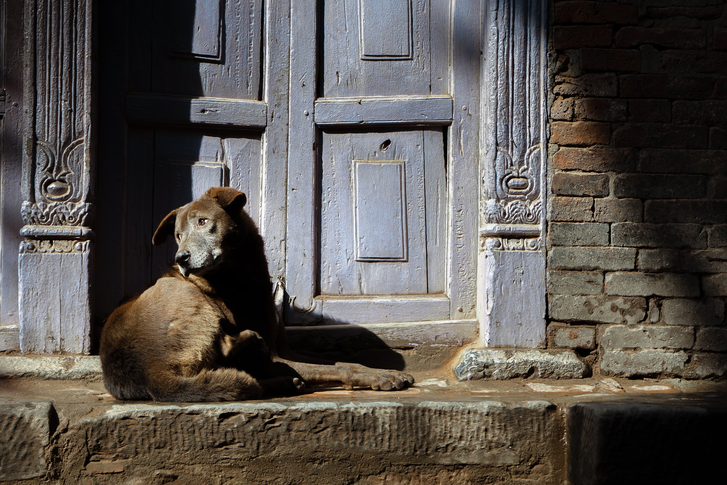 A brown dog with a white face and dark eyes is sitting on a stone doorstep in front of an old wooden door with intricate carved decorations on the frame. The door is painted gray and has vertical panels, with a shadow cast across part of the door fro