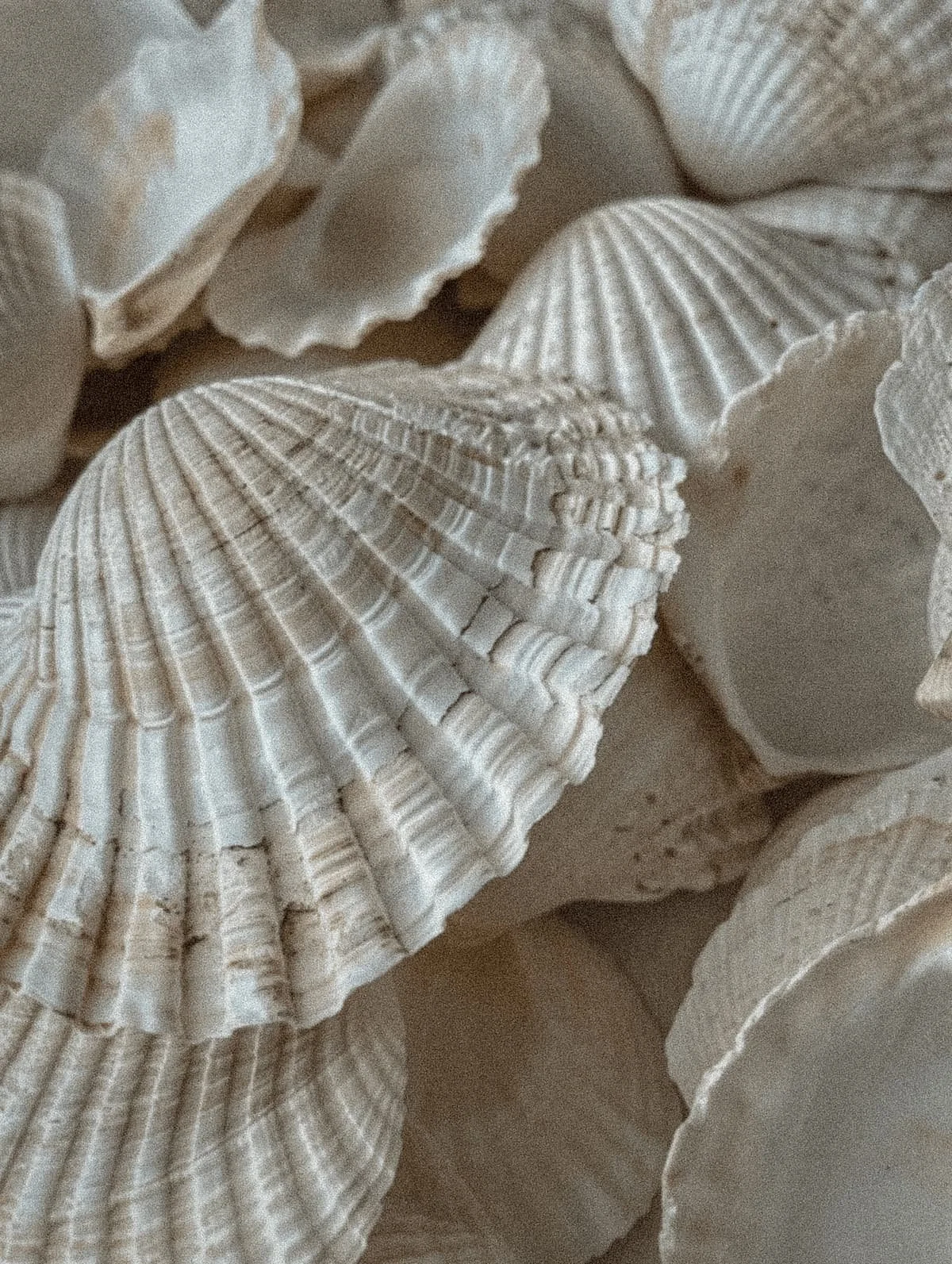 A tactile, macro close-up of sun-bleached sea shells in neutral tones of bone and sand, highlighting the natural ridges and architectural textures at Suma Residency.