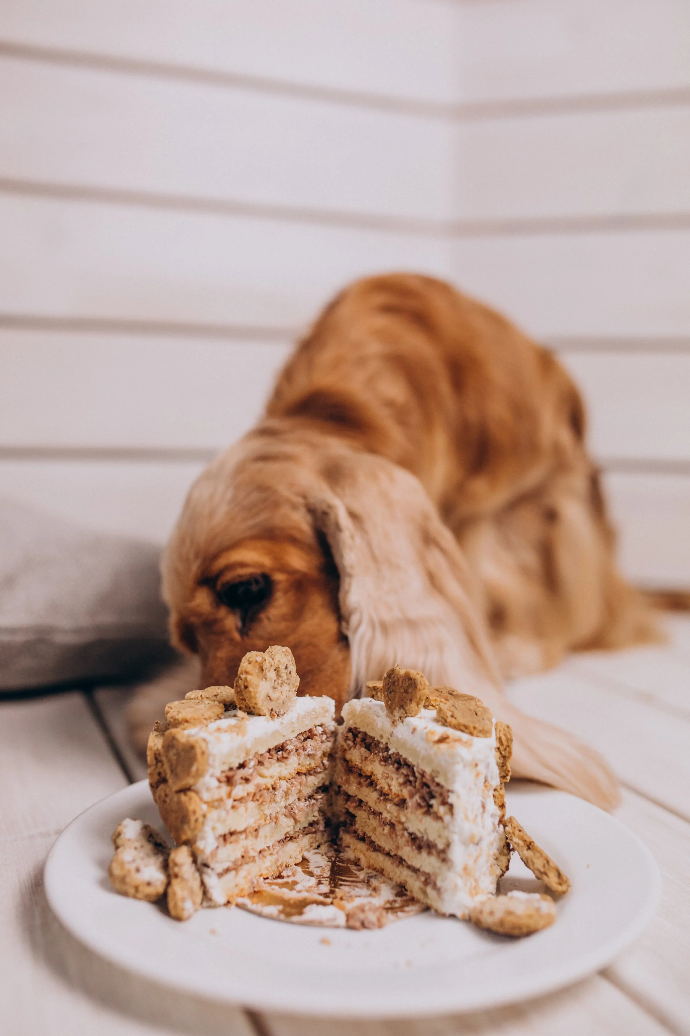 4 inch puppy cake