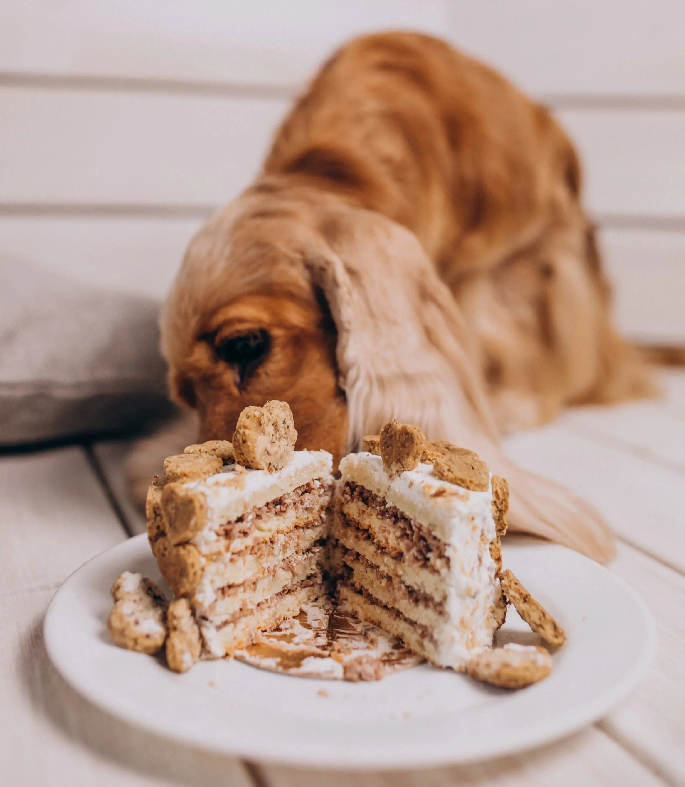 cocker-spaniel-eating-birthday-cake-home.jpg