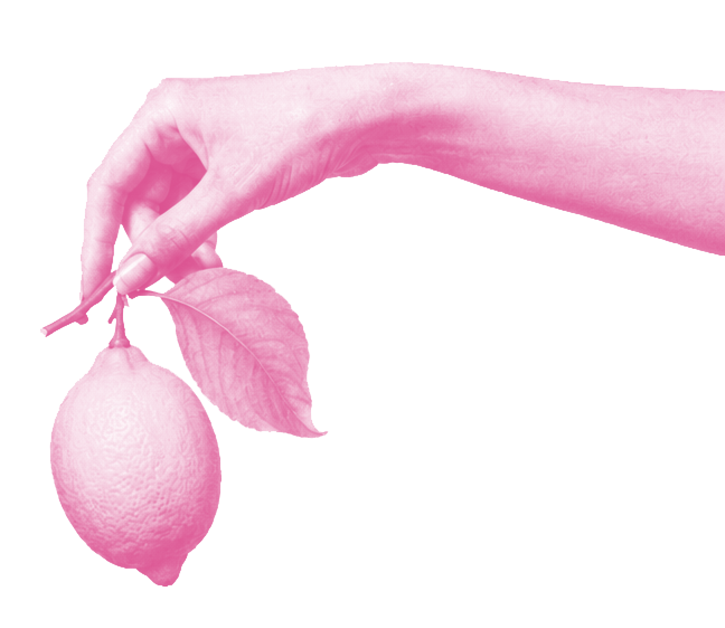 Pinkfarbene Frauenhand hält eine Zitrone am Zweig