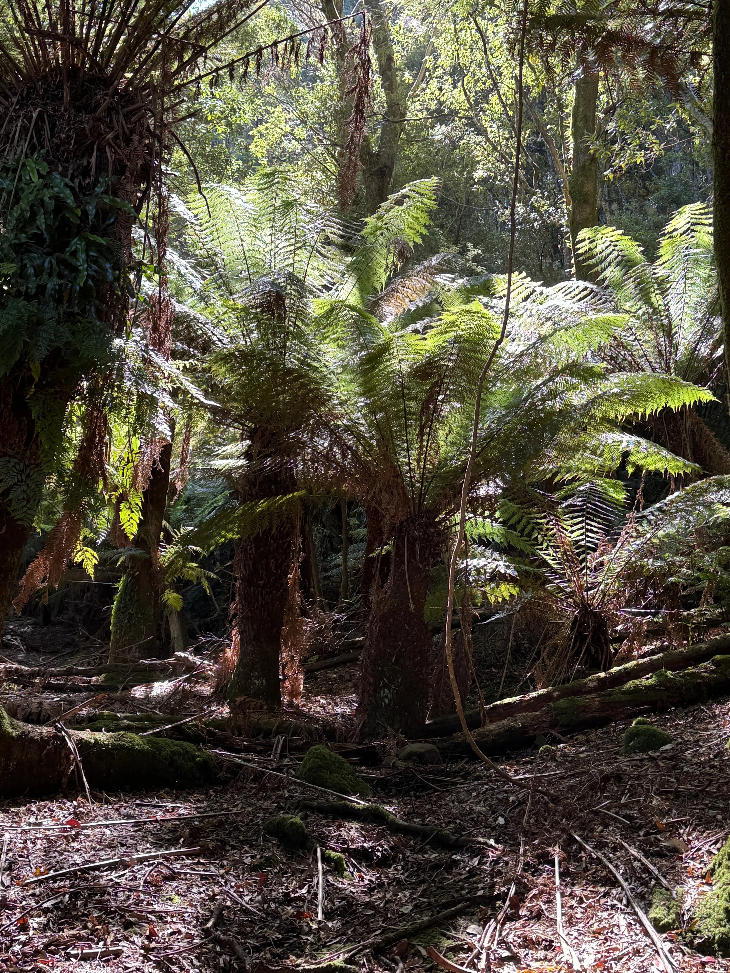 OLD GROWTH FOREST