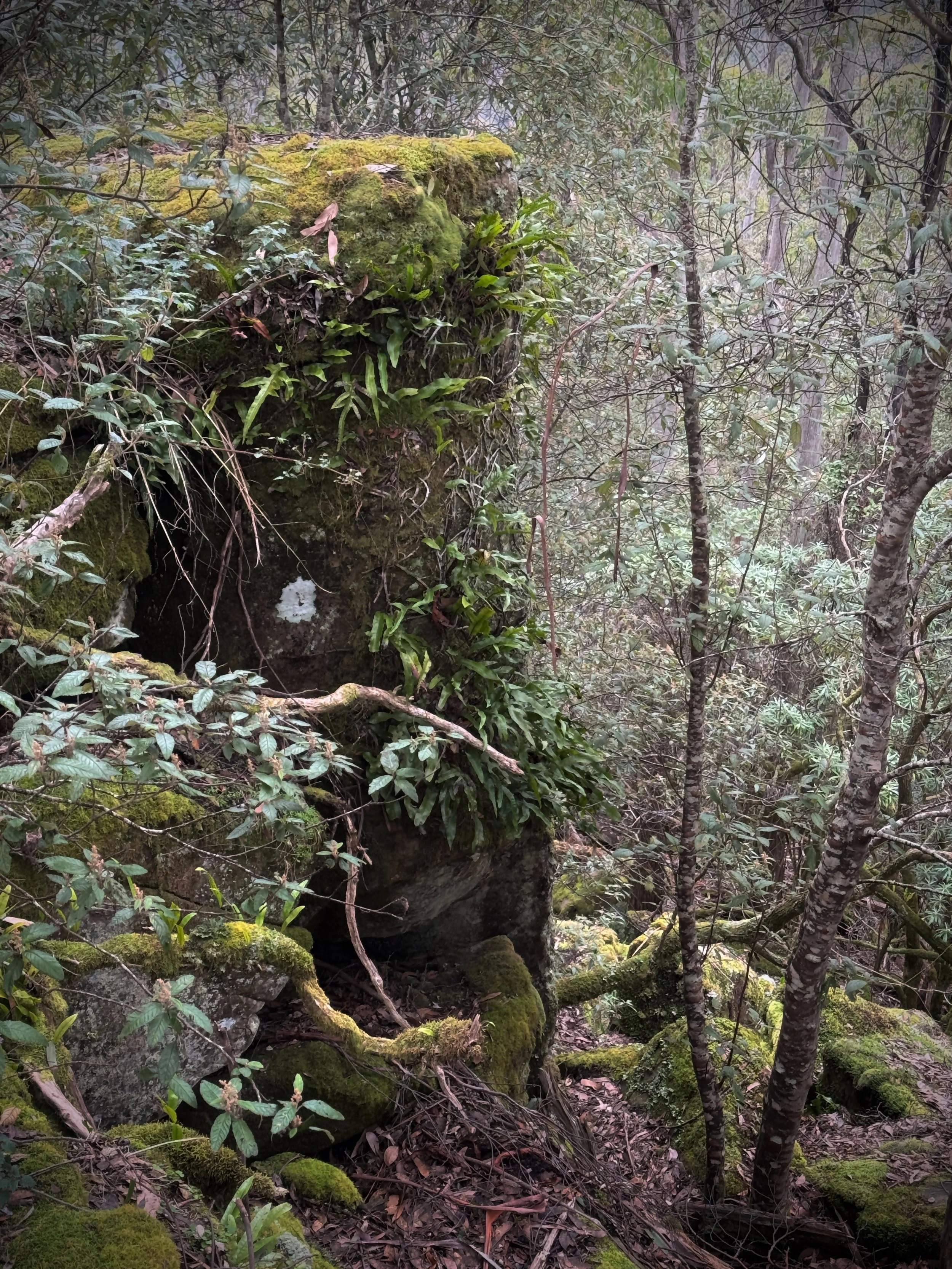 BASALT COLUMN ESCARPMENT