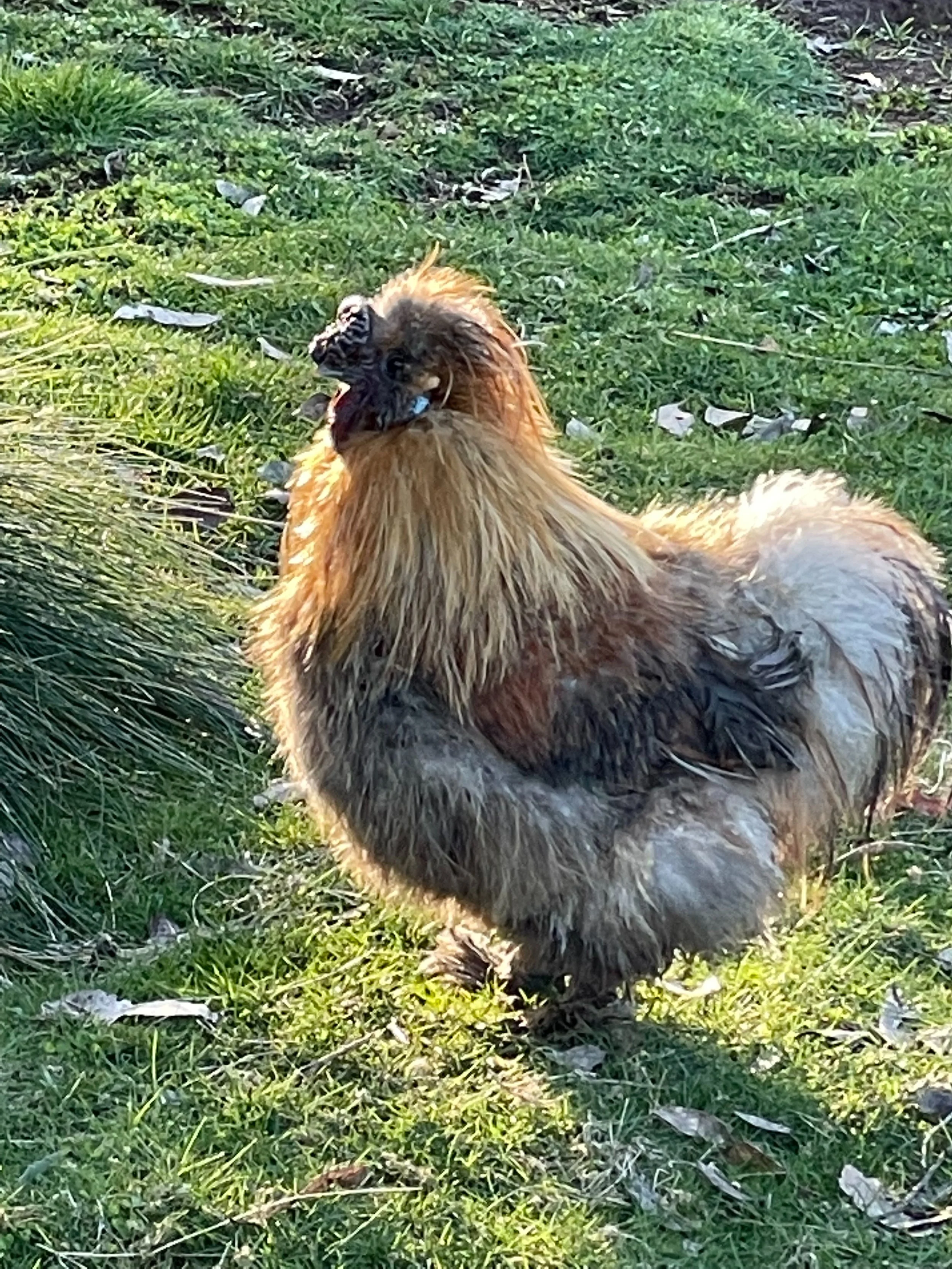 CHICKENS