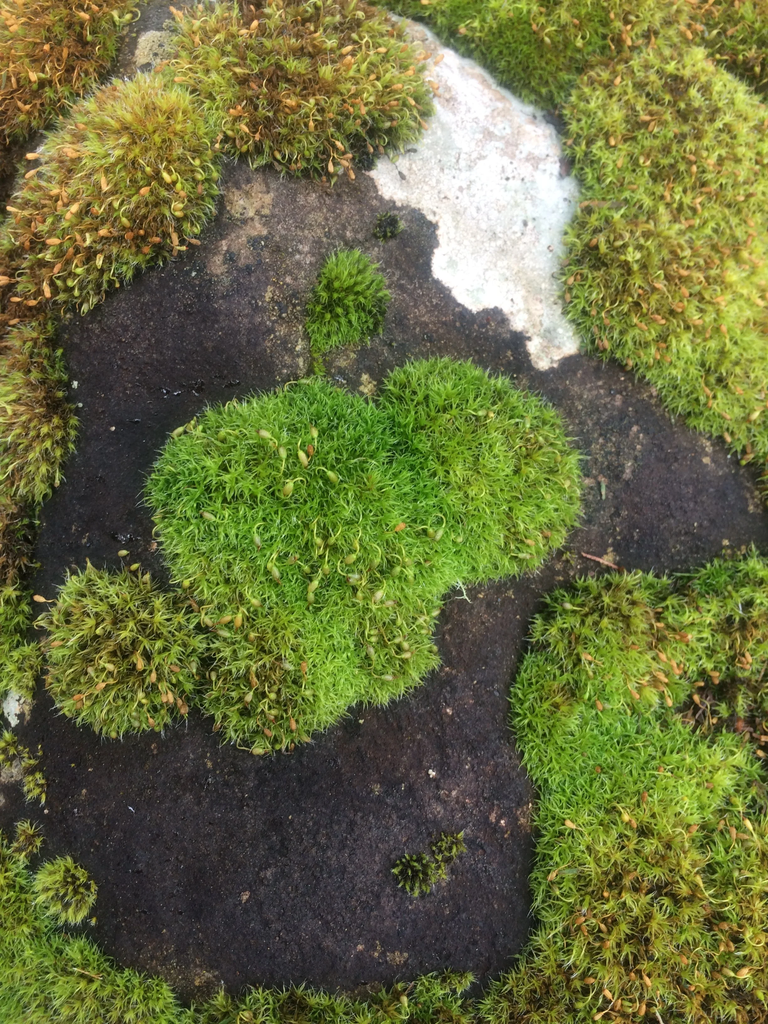 MOSSES & LICHENS