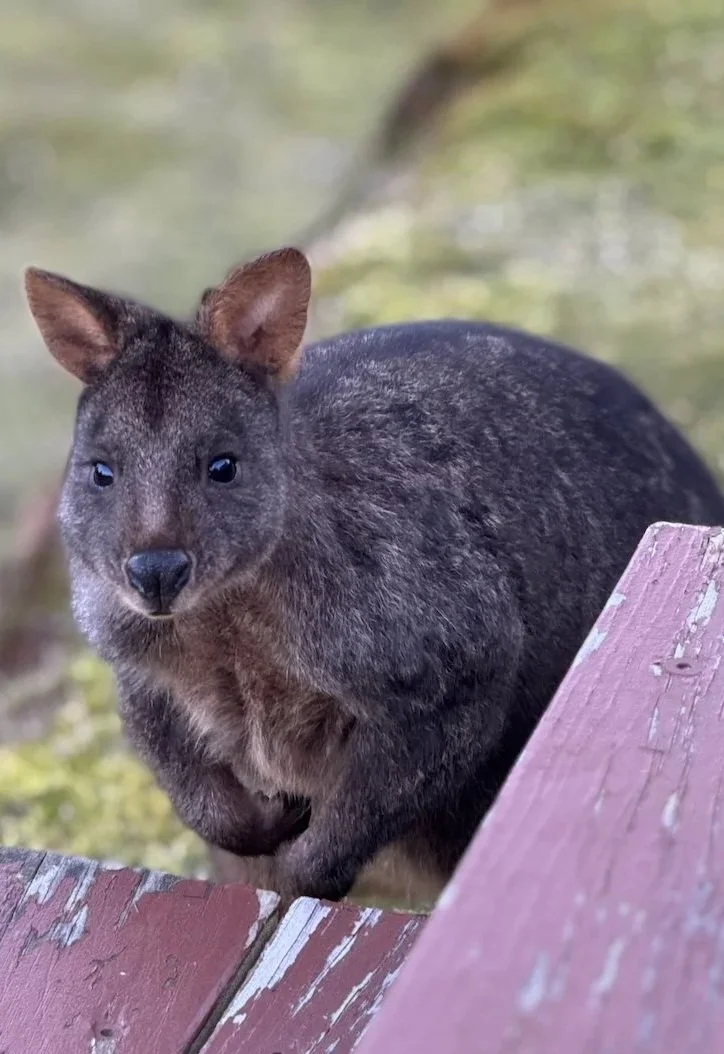WILDLIFE