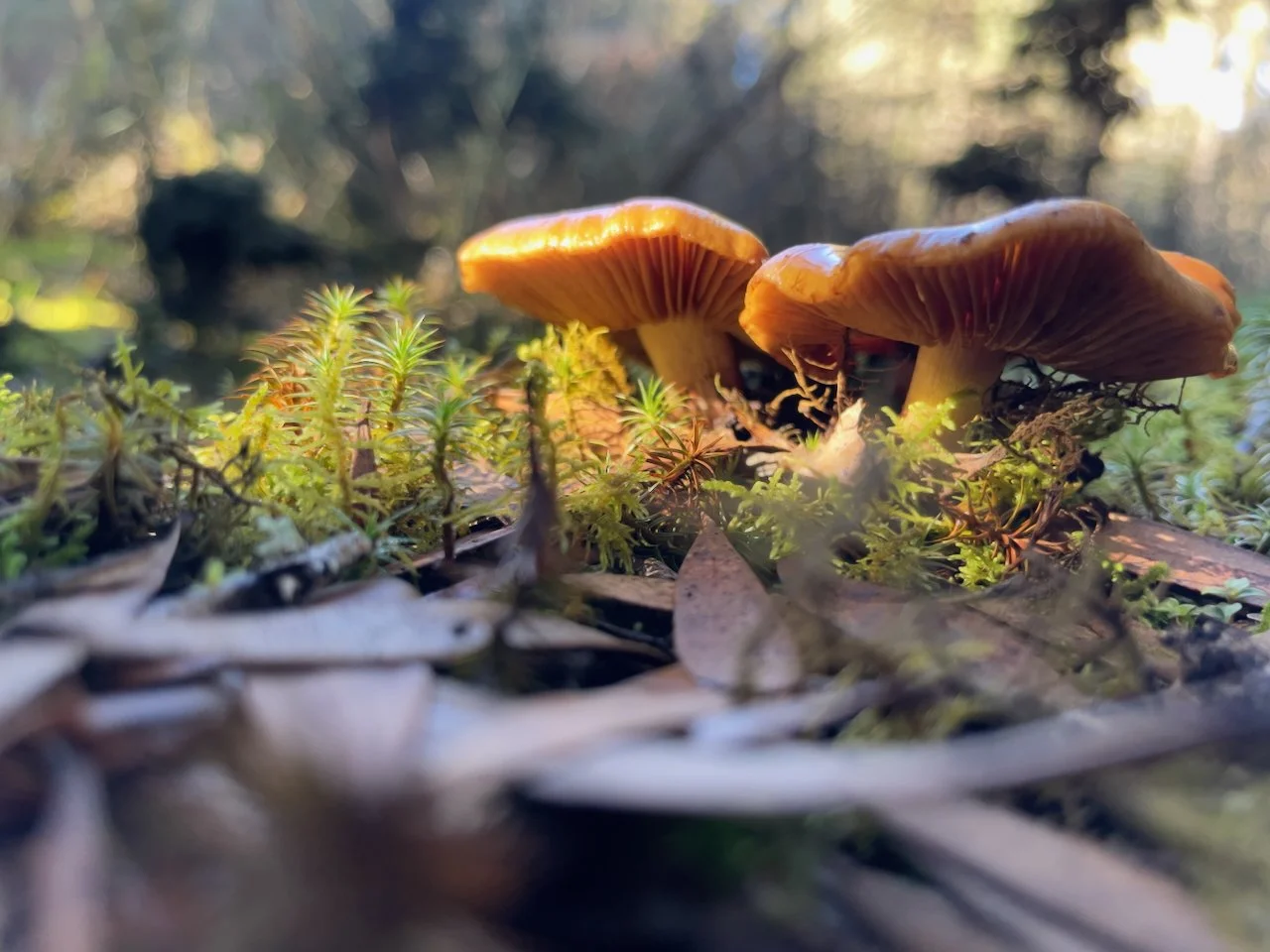 FUNGI