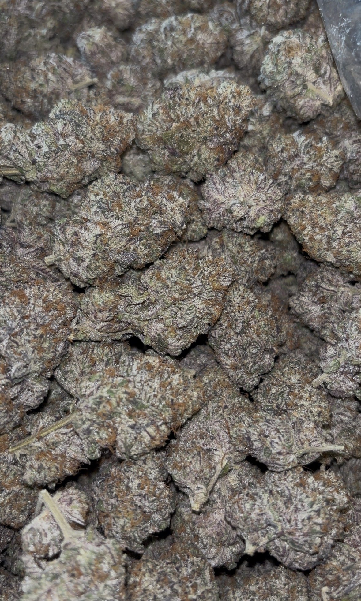 L.A Kush