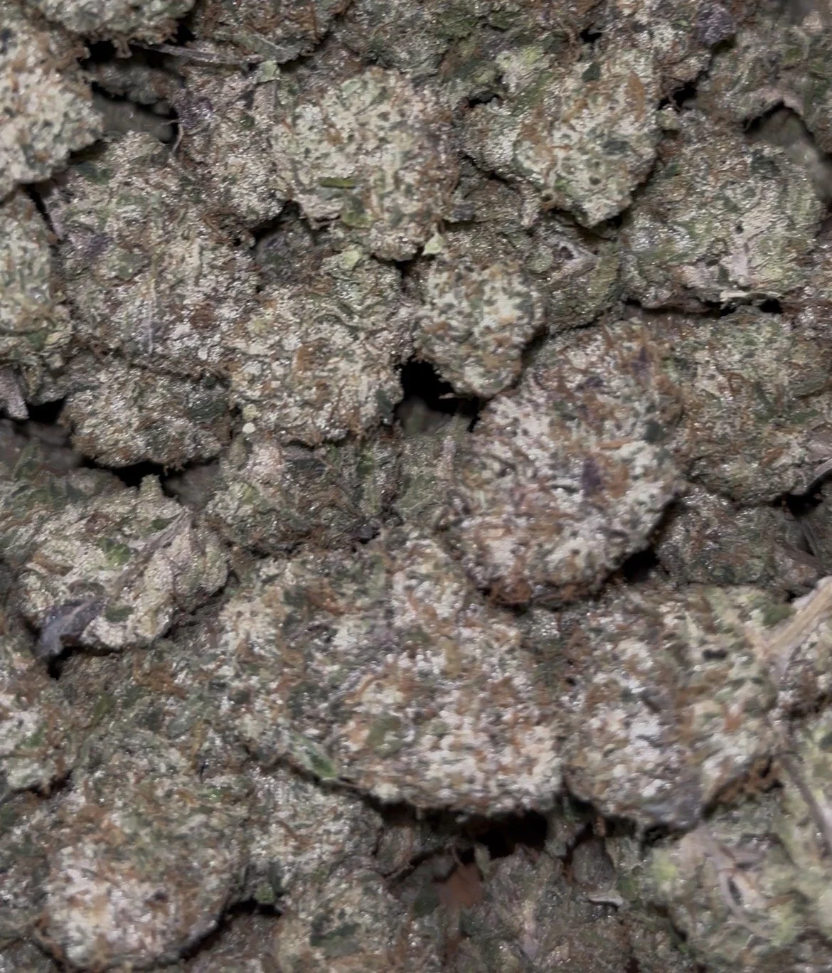 White Cherry Gelato