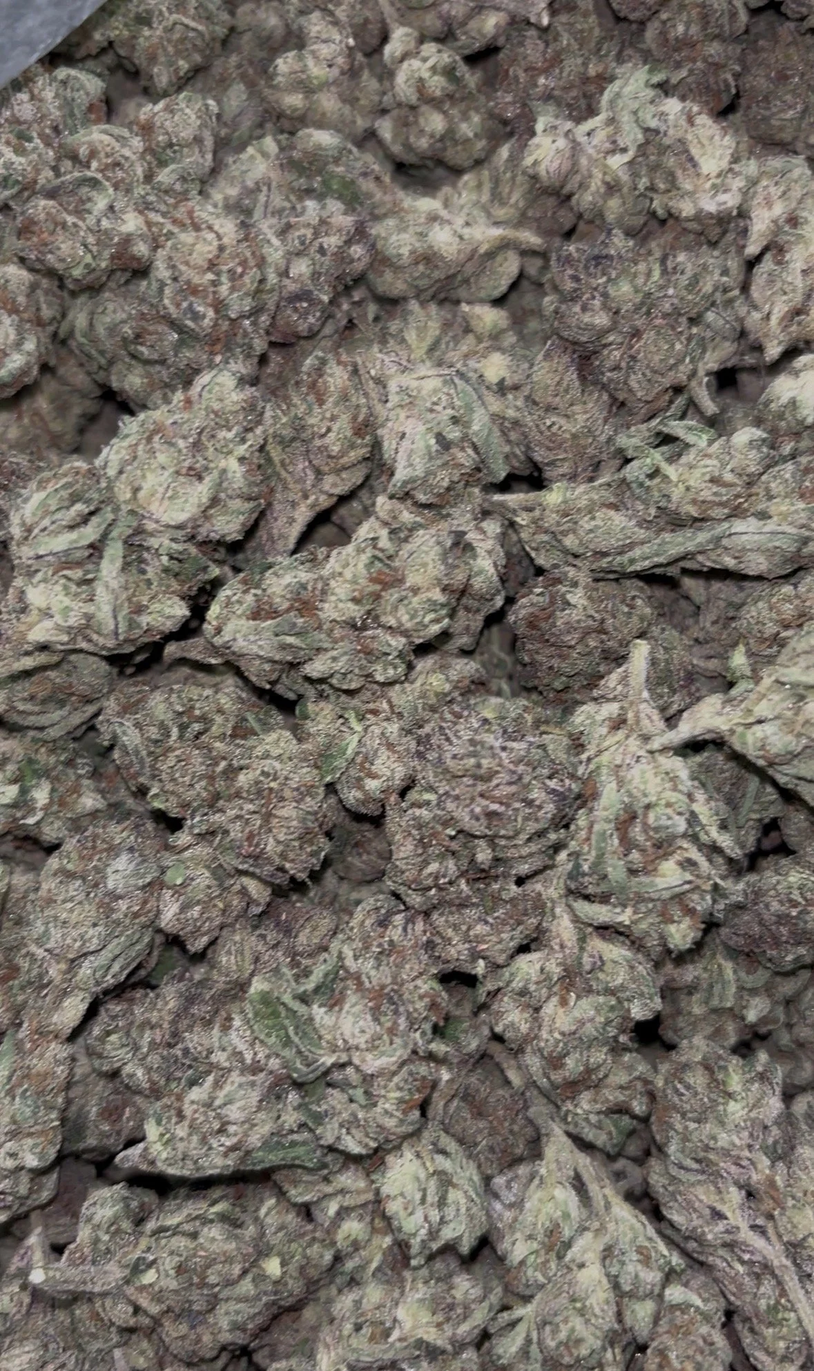 Lemon Cherry Gelato