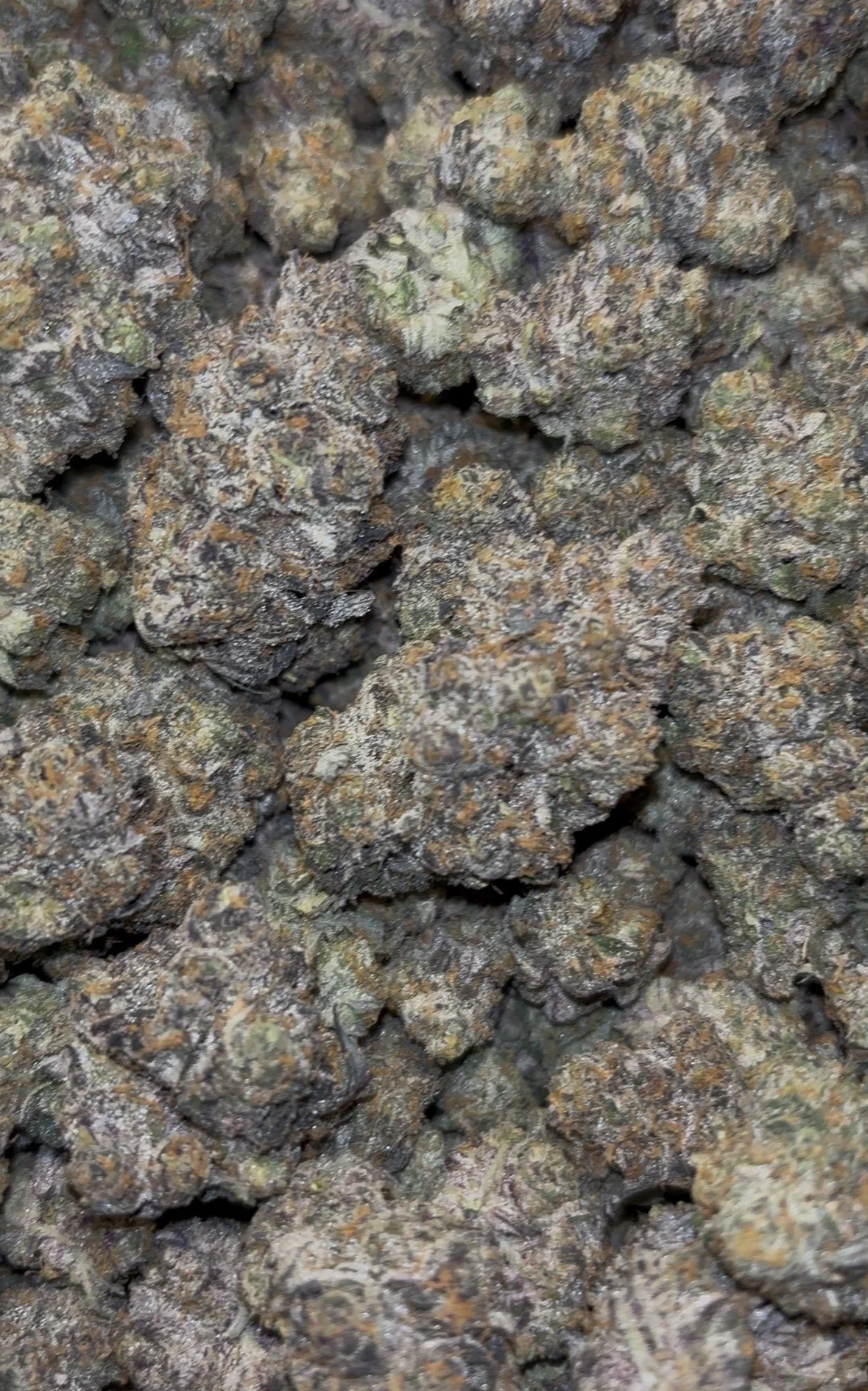 Blue Cookies