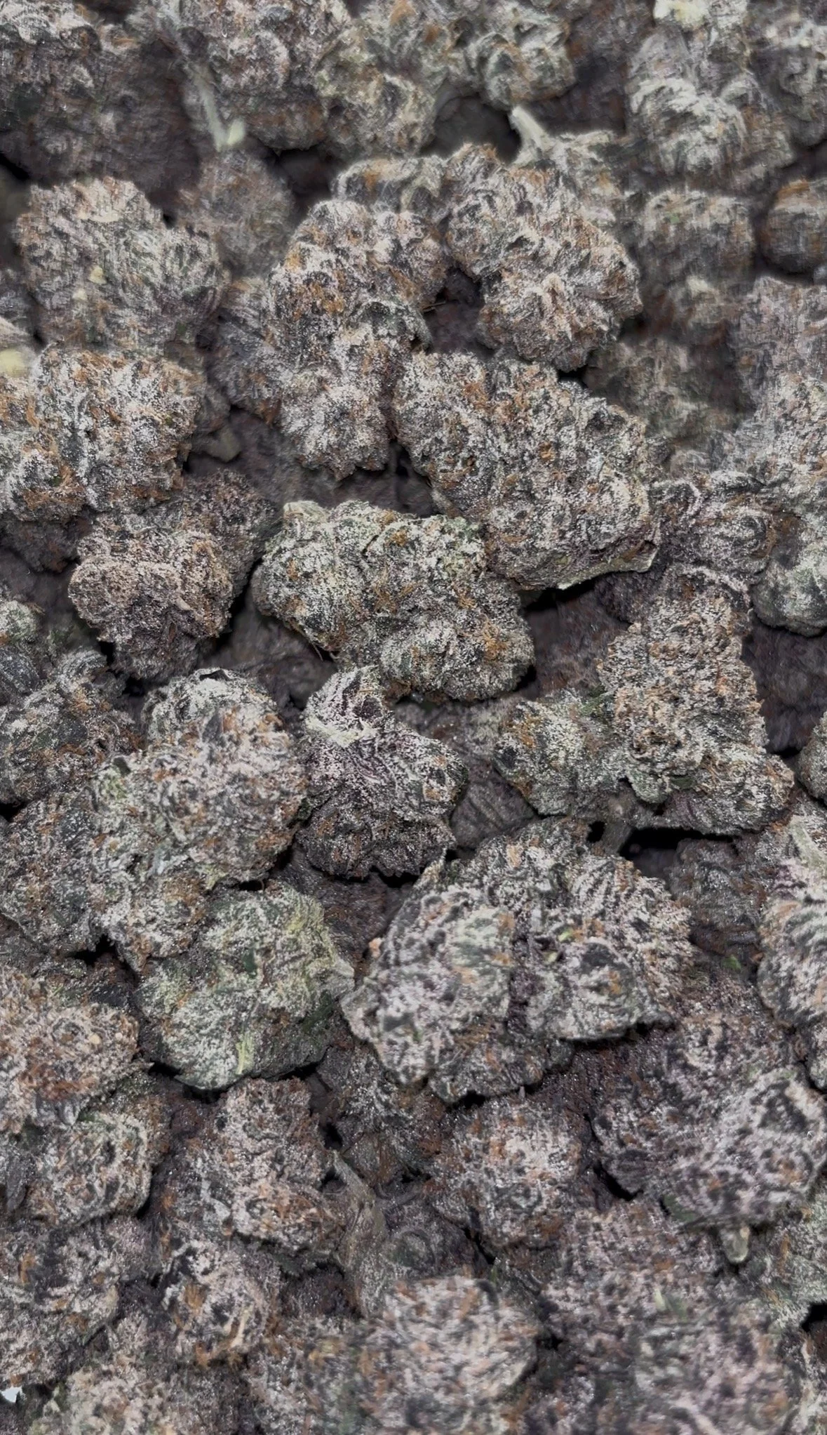 Bubblegum Gelato 🍬