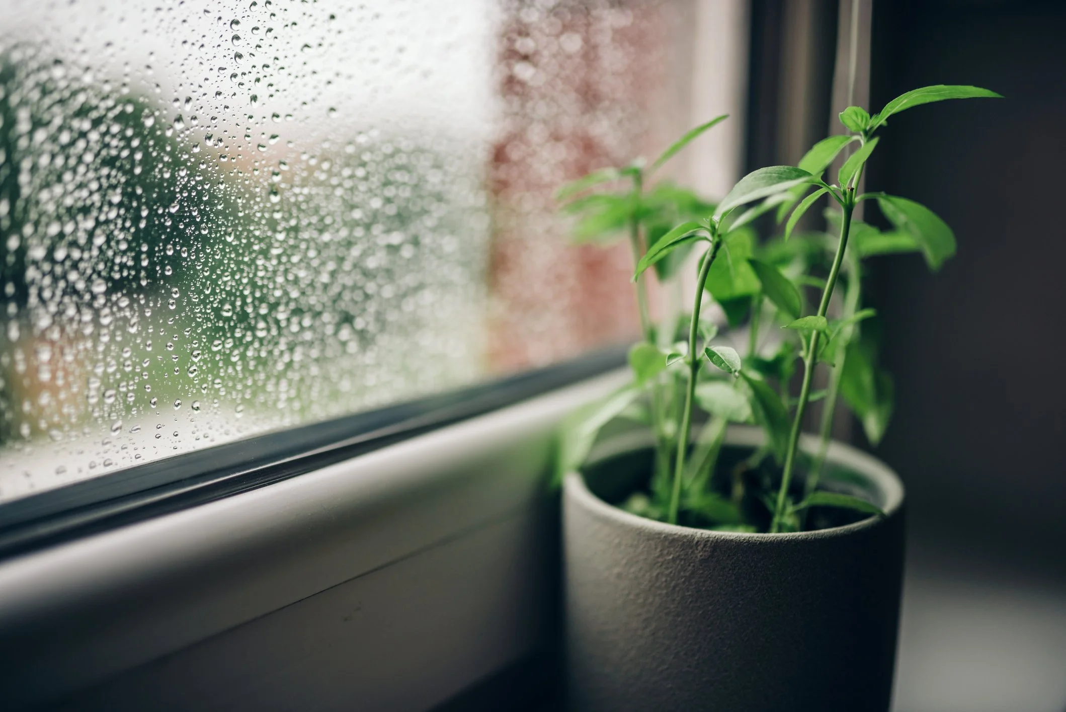 Individual plant on windowsill in therapy office