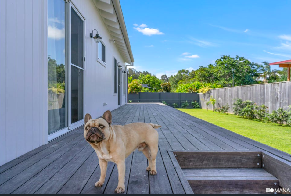 A French Bulldog standing on a wooden deck outside a white house with sliding glass doors, overlooking a backyard with green grass, shrubs, trees, and a blue sky.