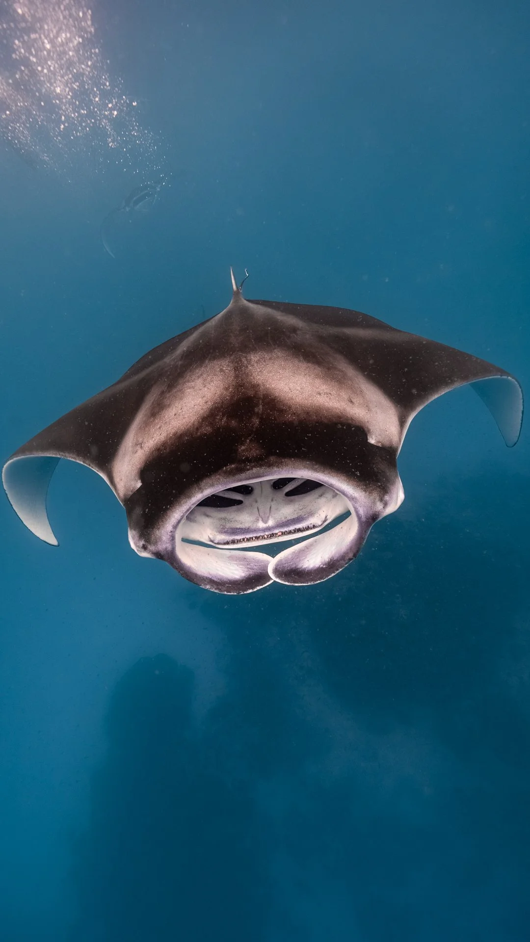 Manta ray swimming underwater with a dark upper body and lighter underside, near the surface of the ocean.