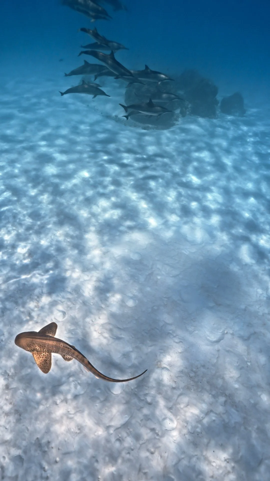 A leopard shark and a pod of dolphins
