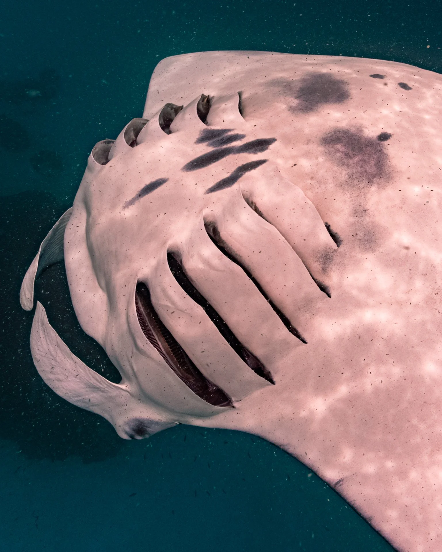 Close-up of a large, deep-sea shark with pale skin and black markings, submerged in dark water.