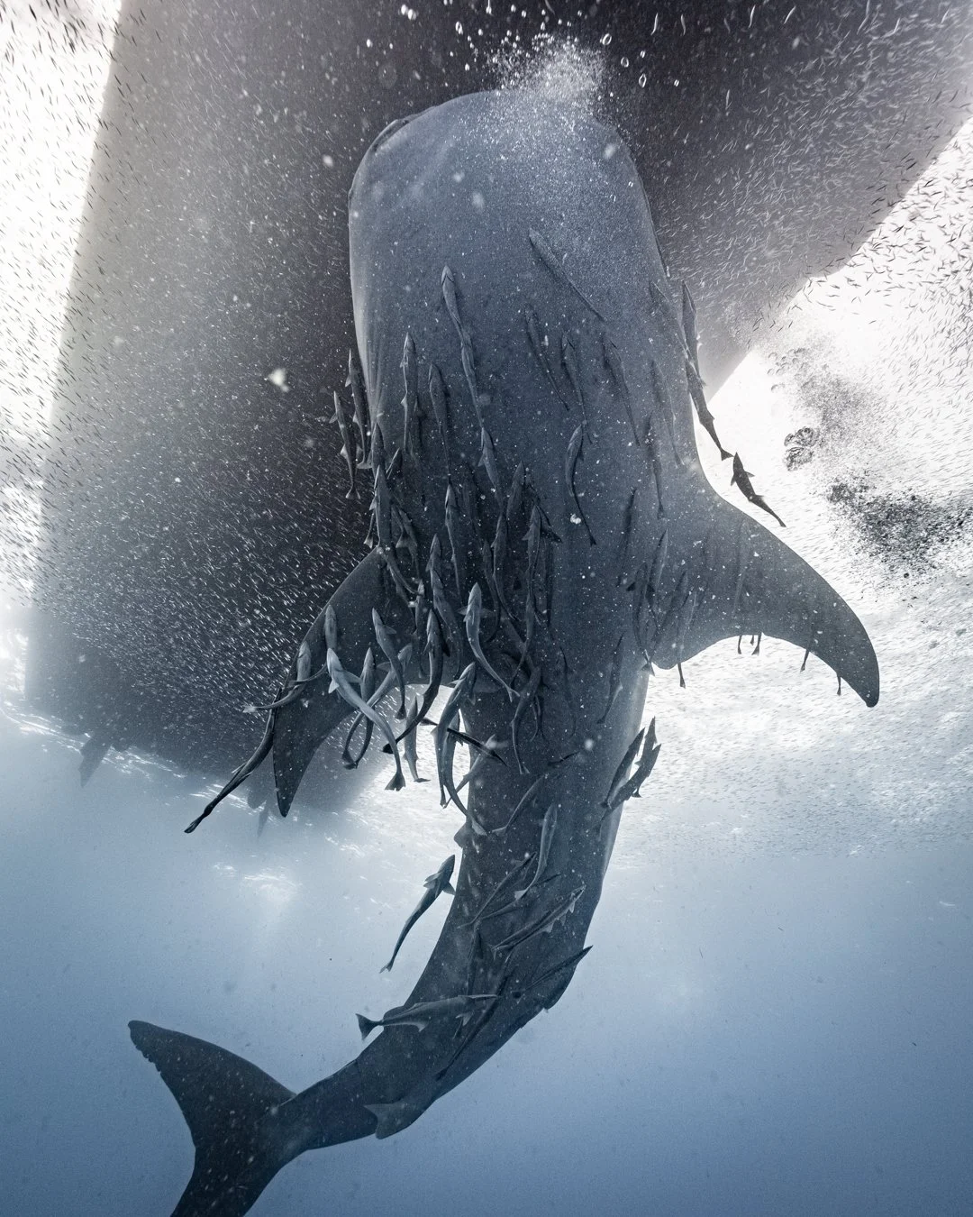 A diver underwater surrounded by a school of fish with a whale in the background.